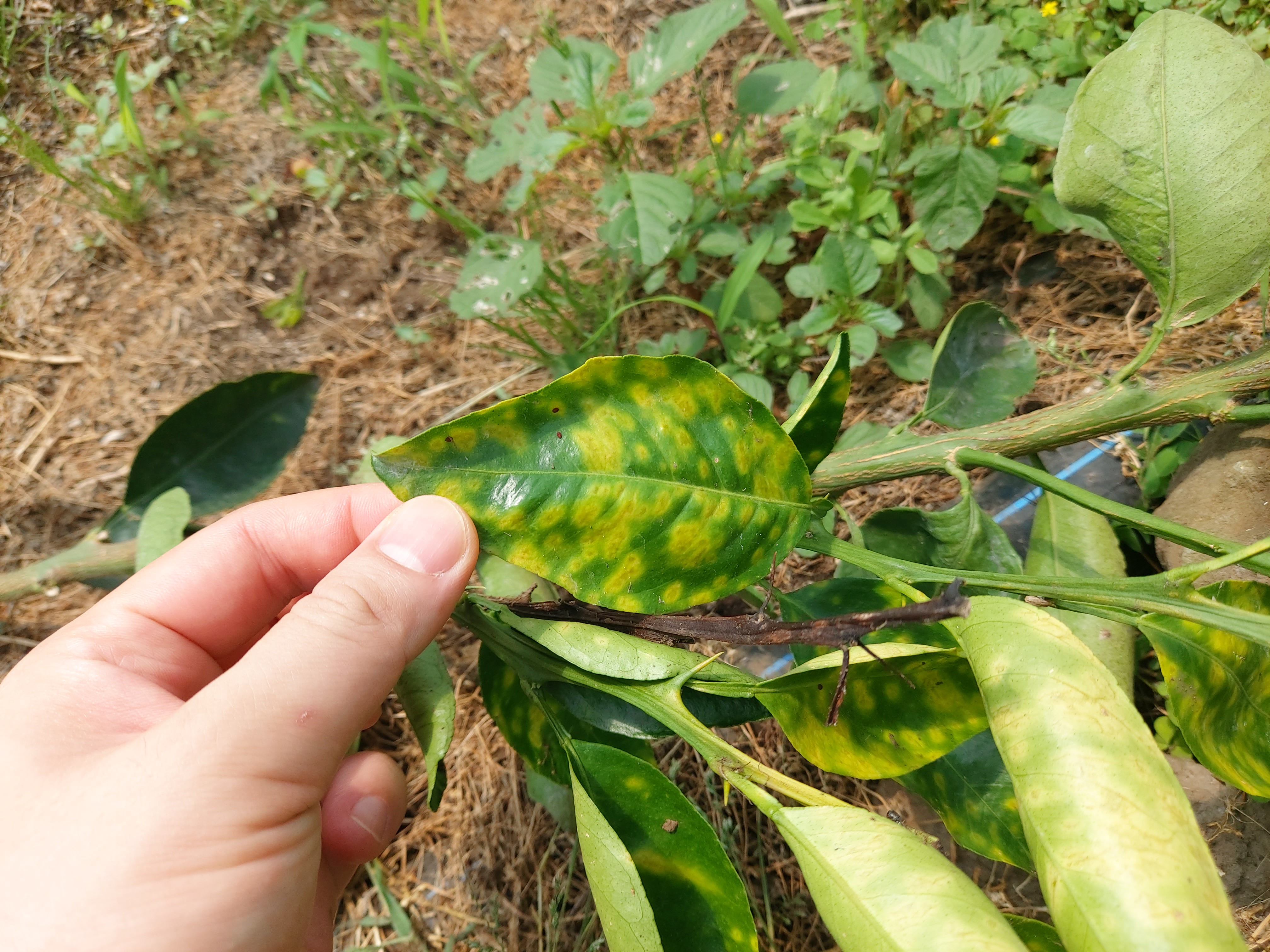 레드향 고접수 증상문의