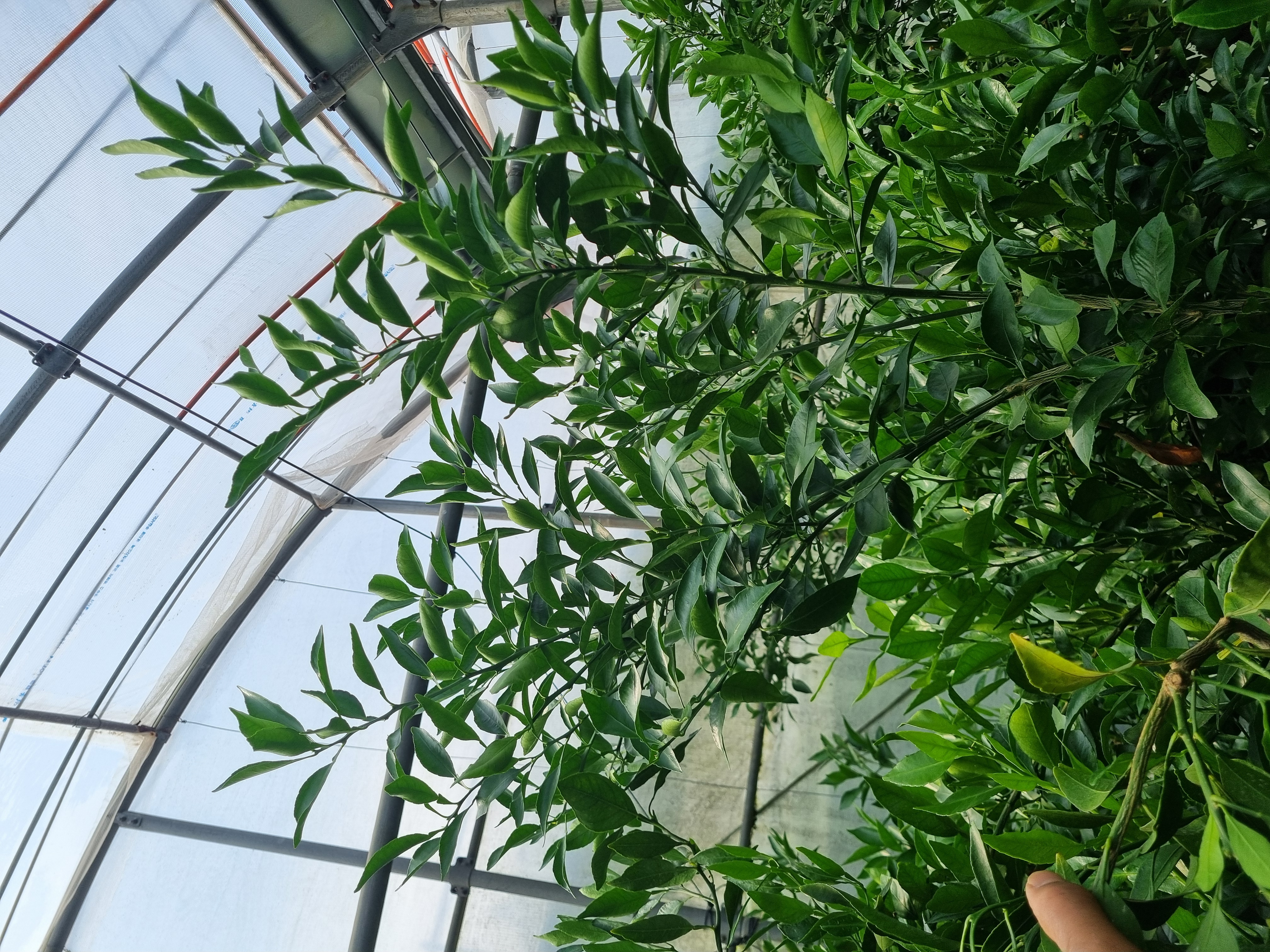 한라봉 결실되지않은 봄가지 정리방법 적과방법