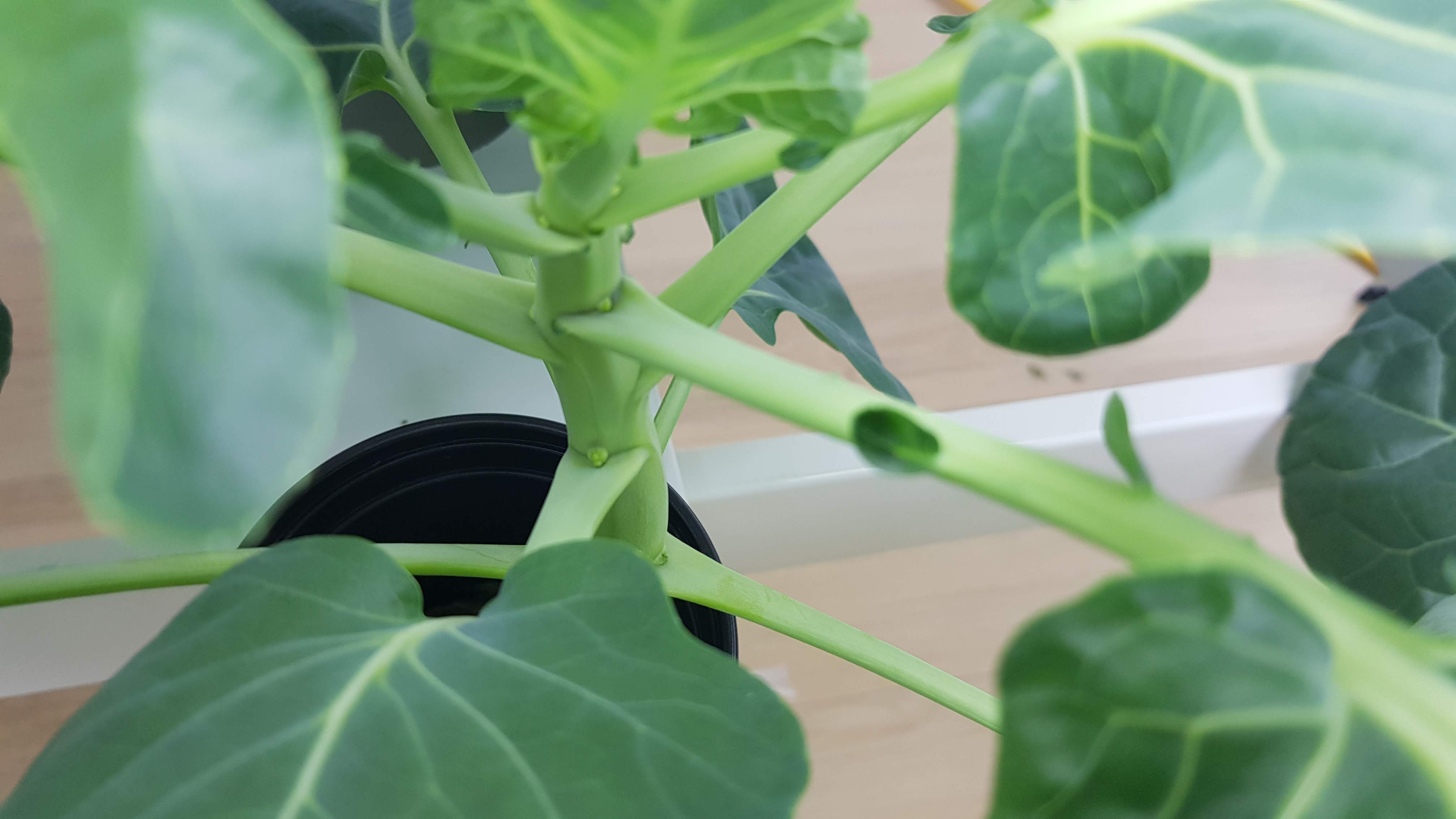 방울양배추 수경재배 이른 결구