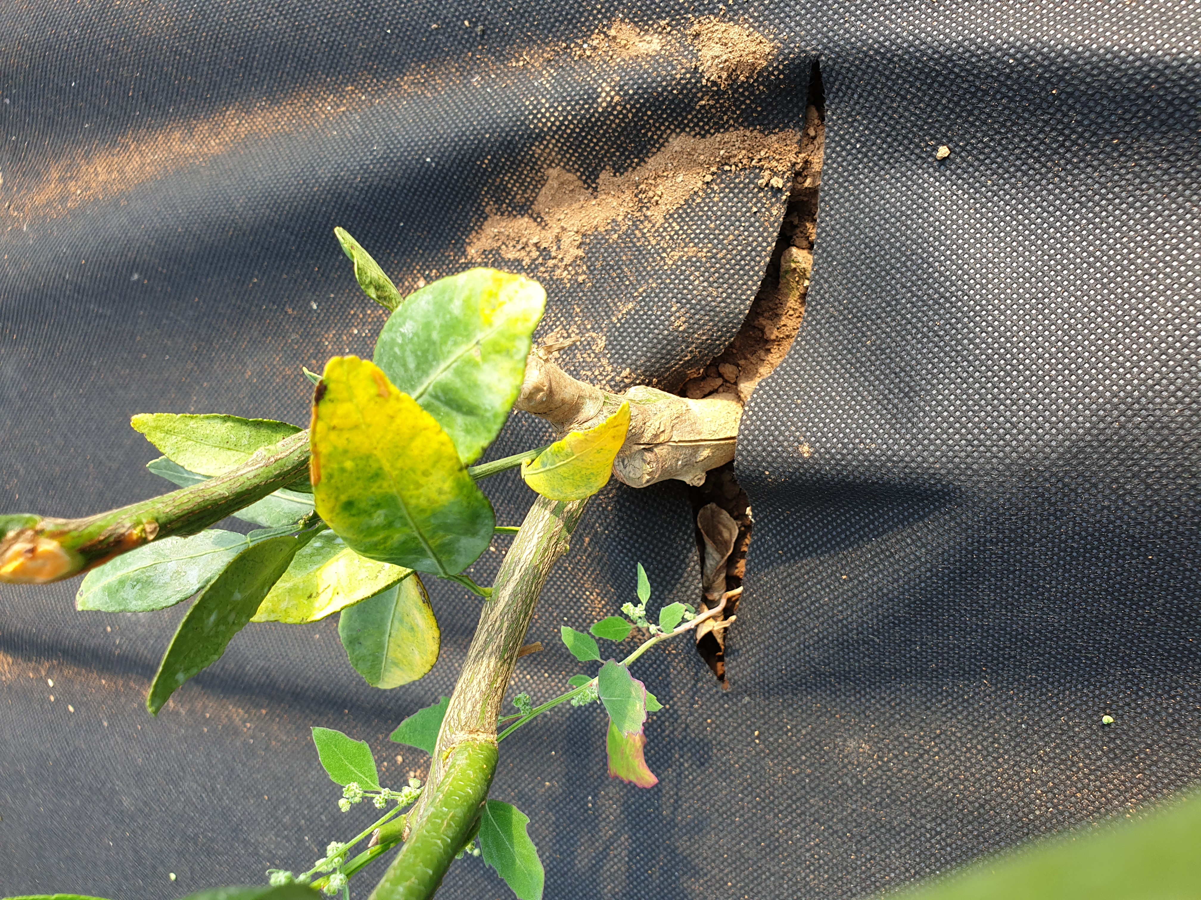 레드향 잎의 황변현상