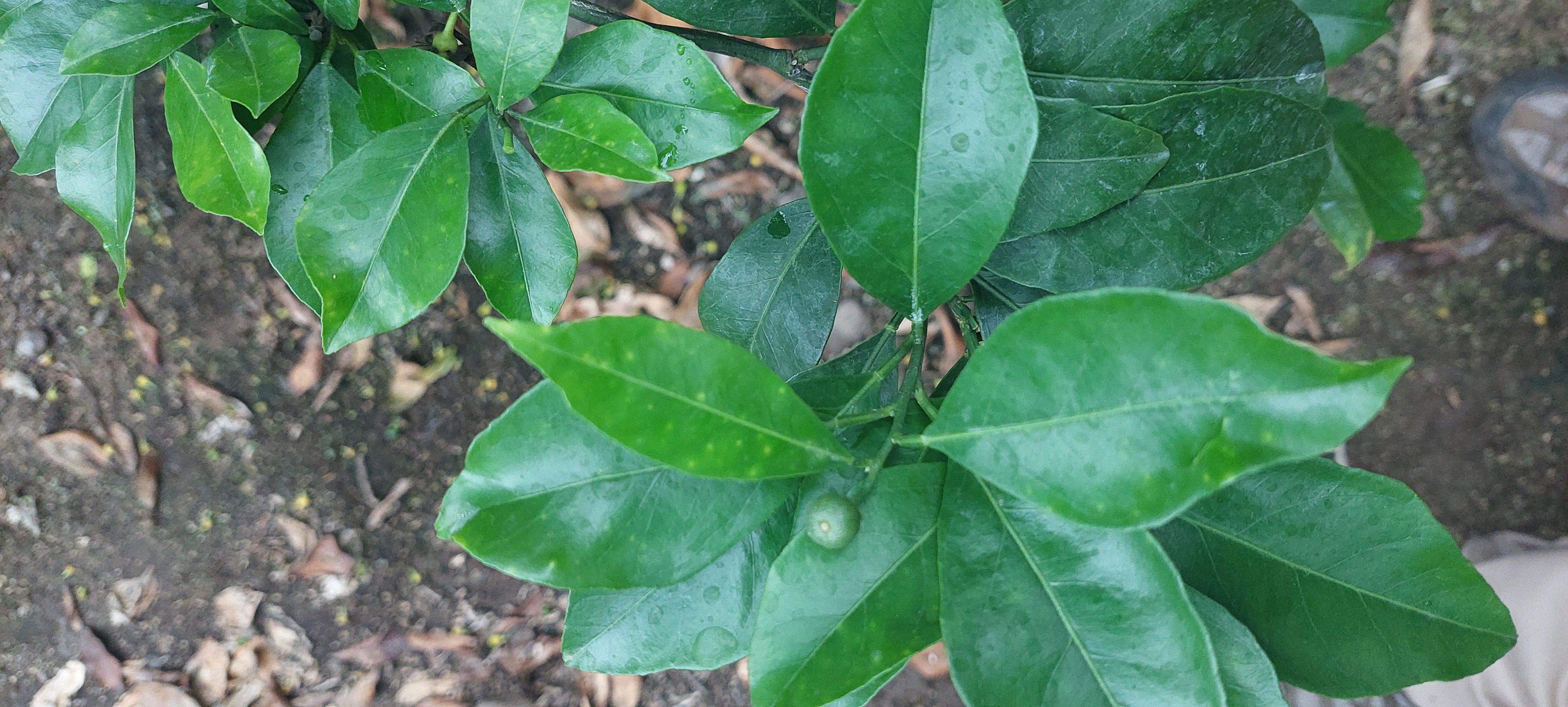 새순 잎사귀 문의