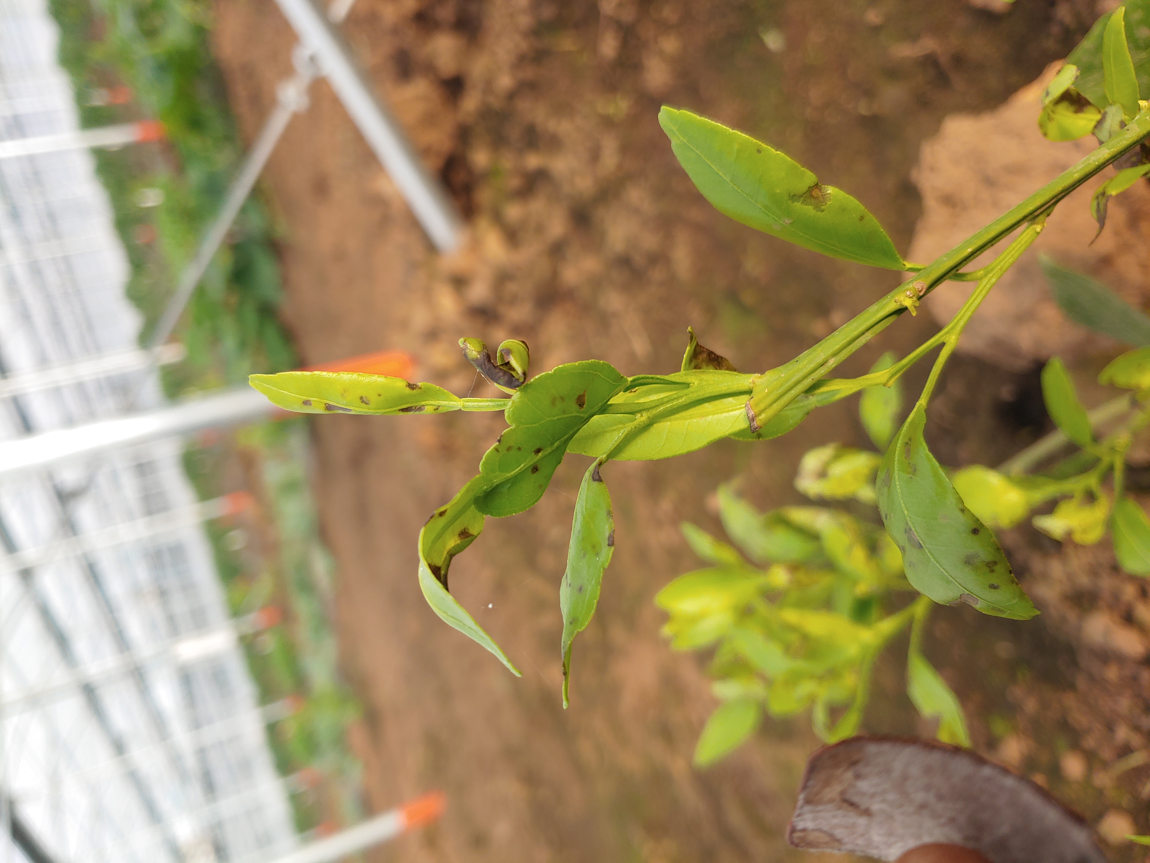 레드향 잎 이상 증세