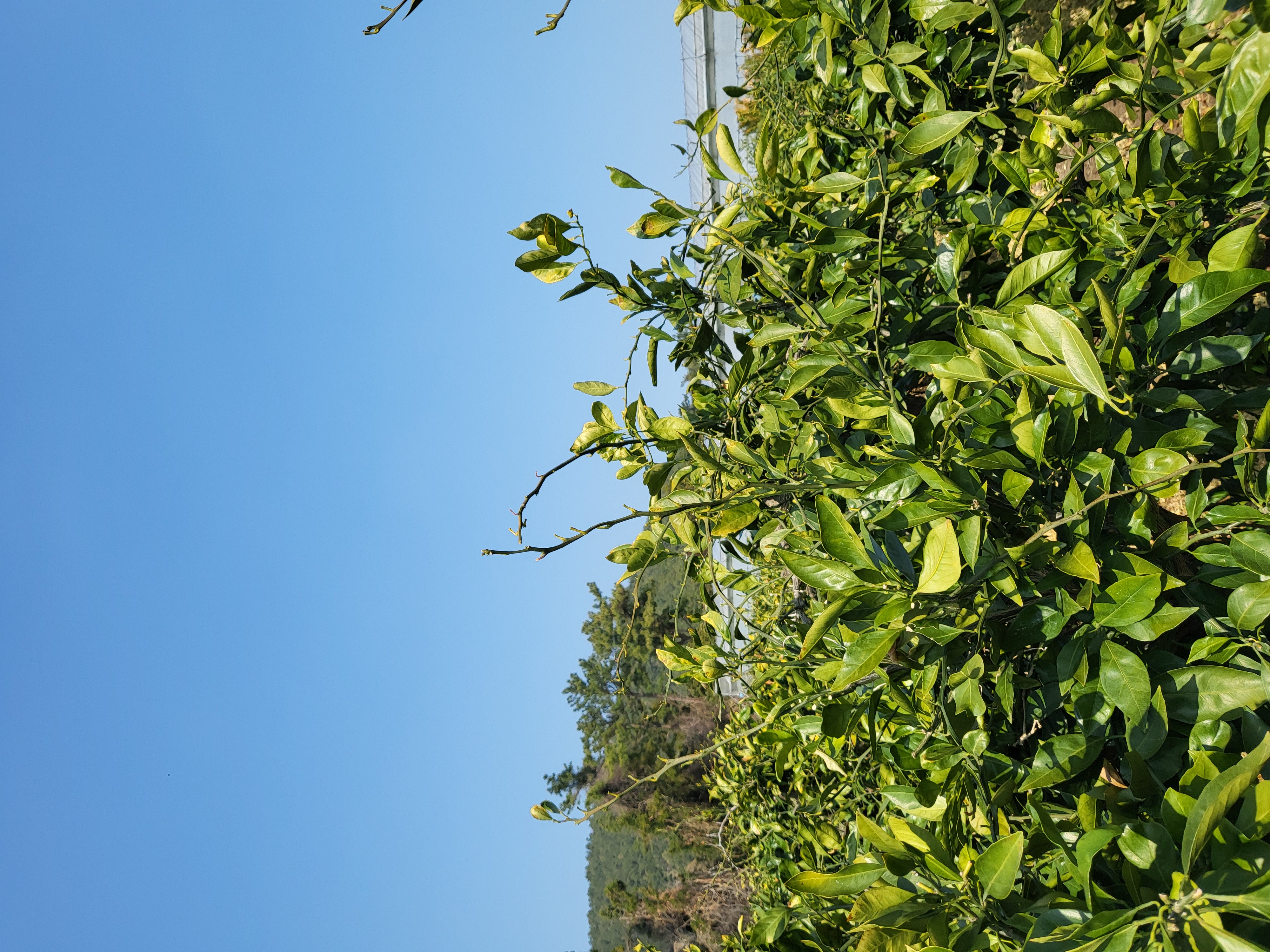 노지감귤 가지 관련