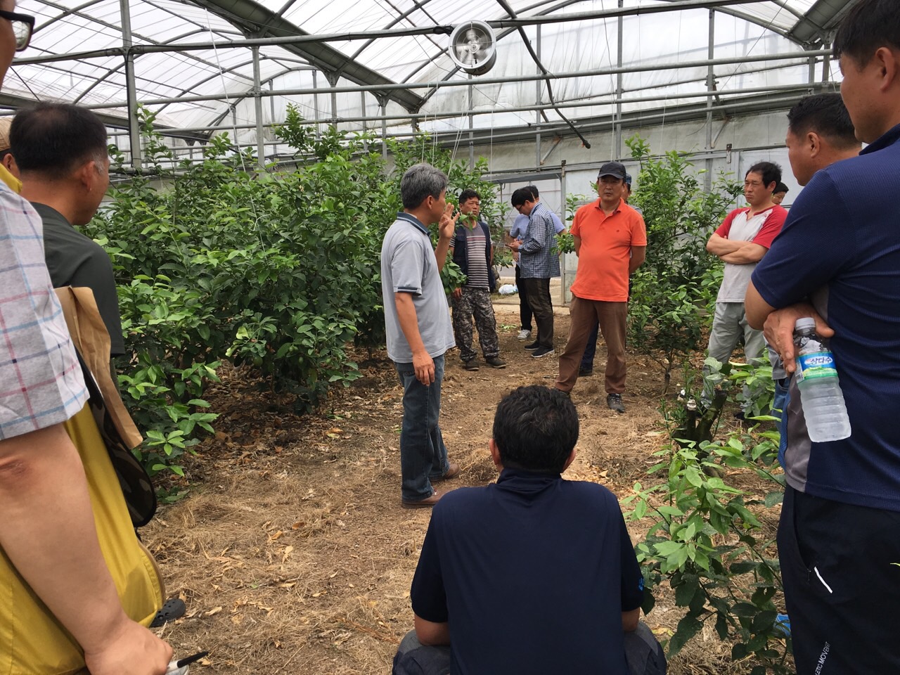 감협 한림·한경 청년부 만감류 컨설팅 현장