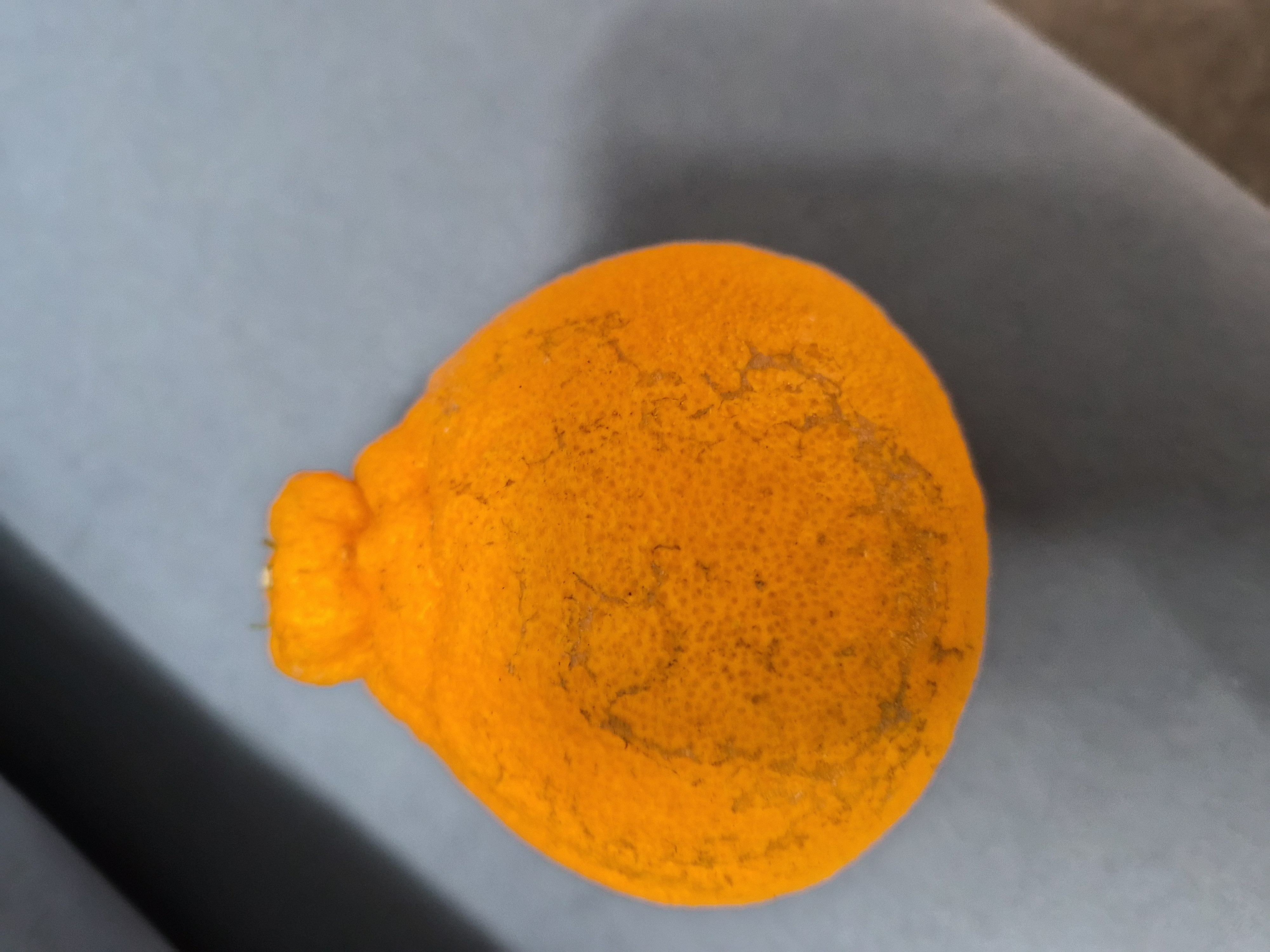 한라봉수확후 흔적