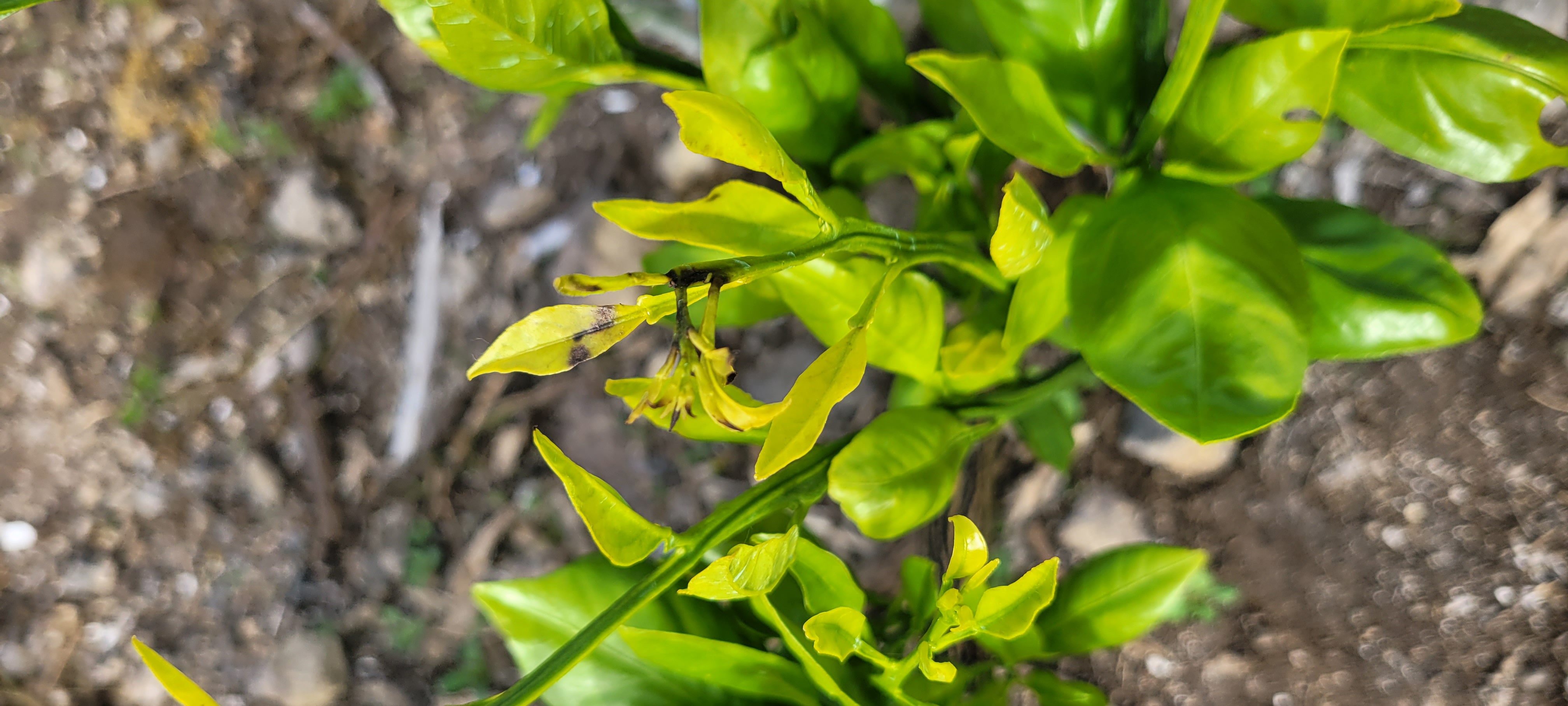 고접 유라 조생 새순이 까맣게 변하는 이유와 방제하는 방법 문의드립니다.