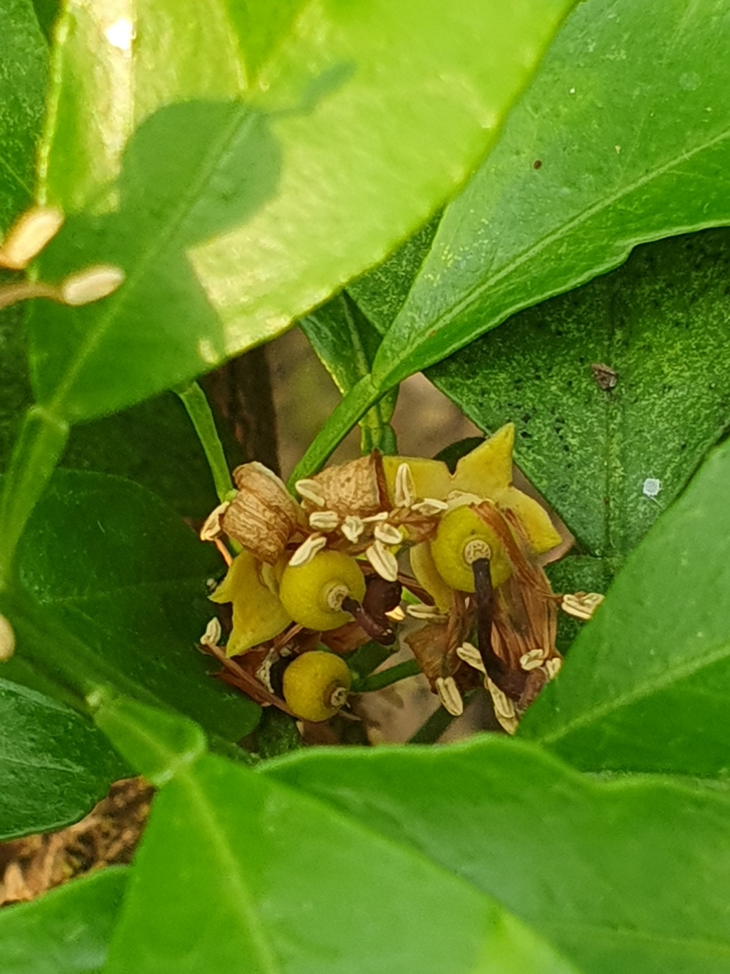 황금향 낙과가 어떤 이유에서 발생되는지 알고싶어요
