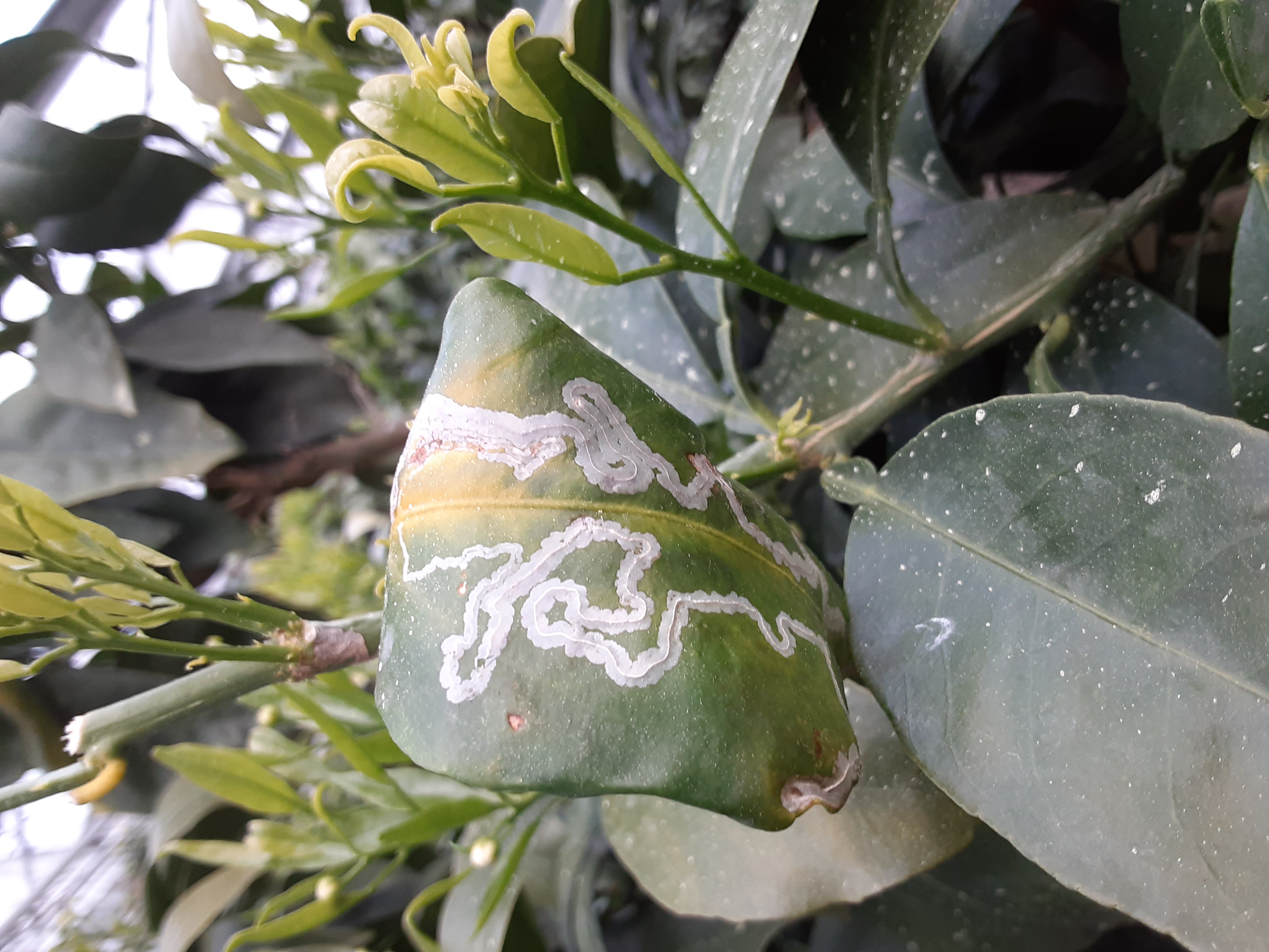 황금향 재배에 문의드립니다.