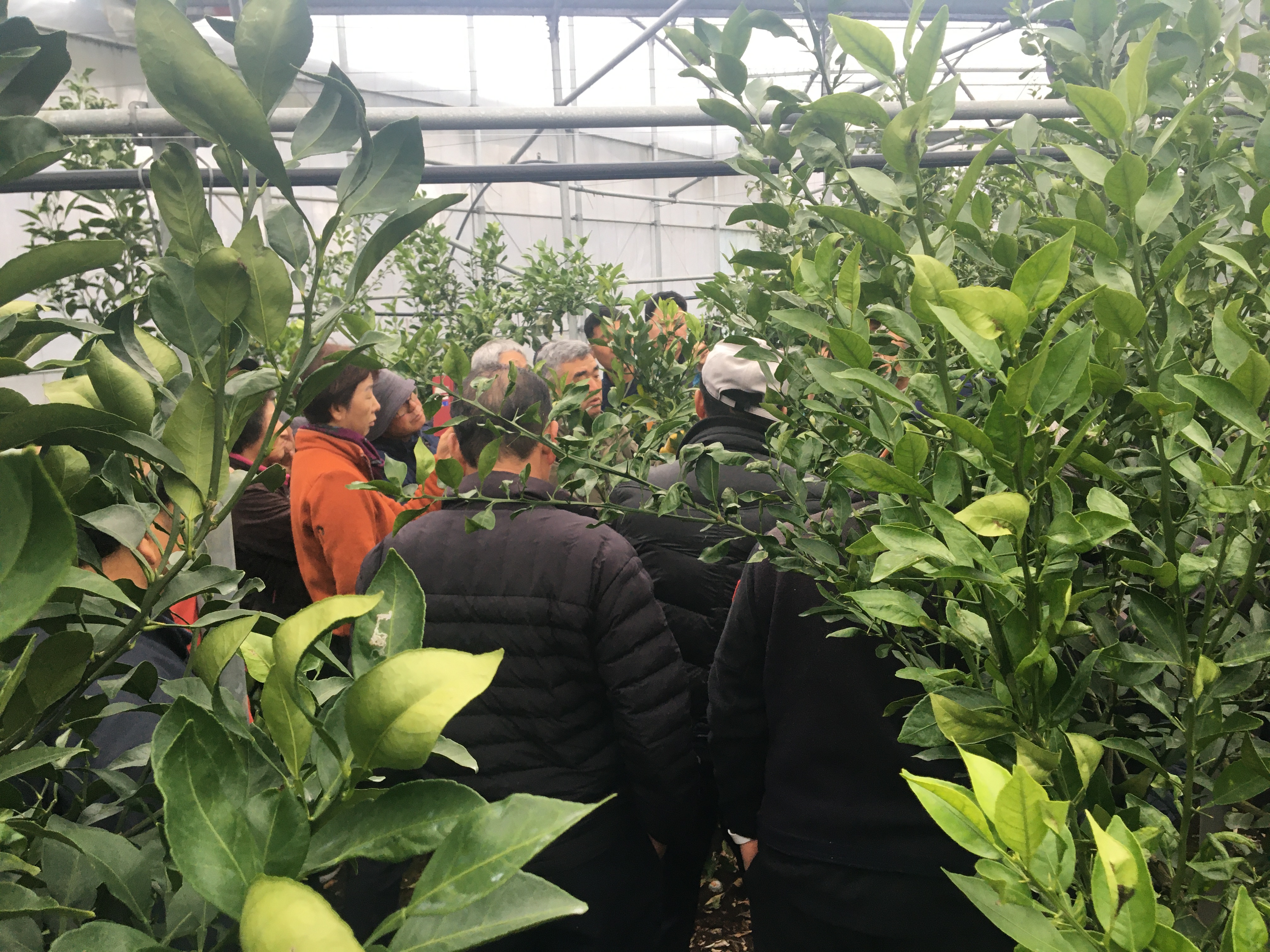 2024년 감귤류 정지·전정교육