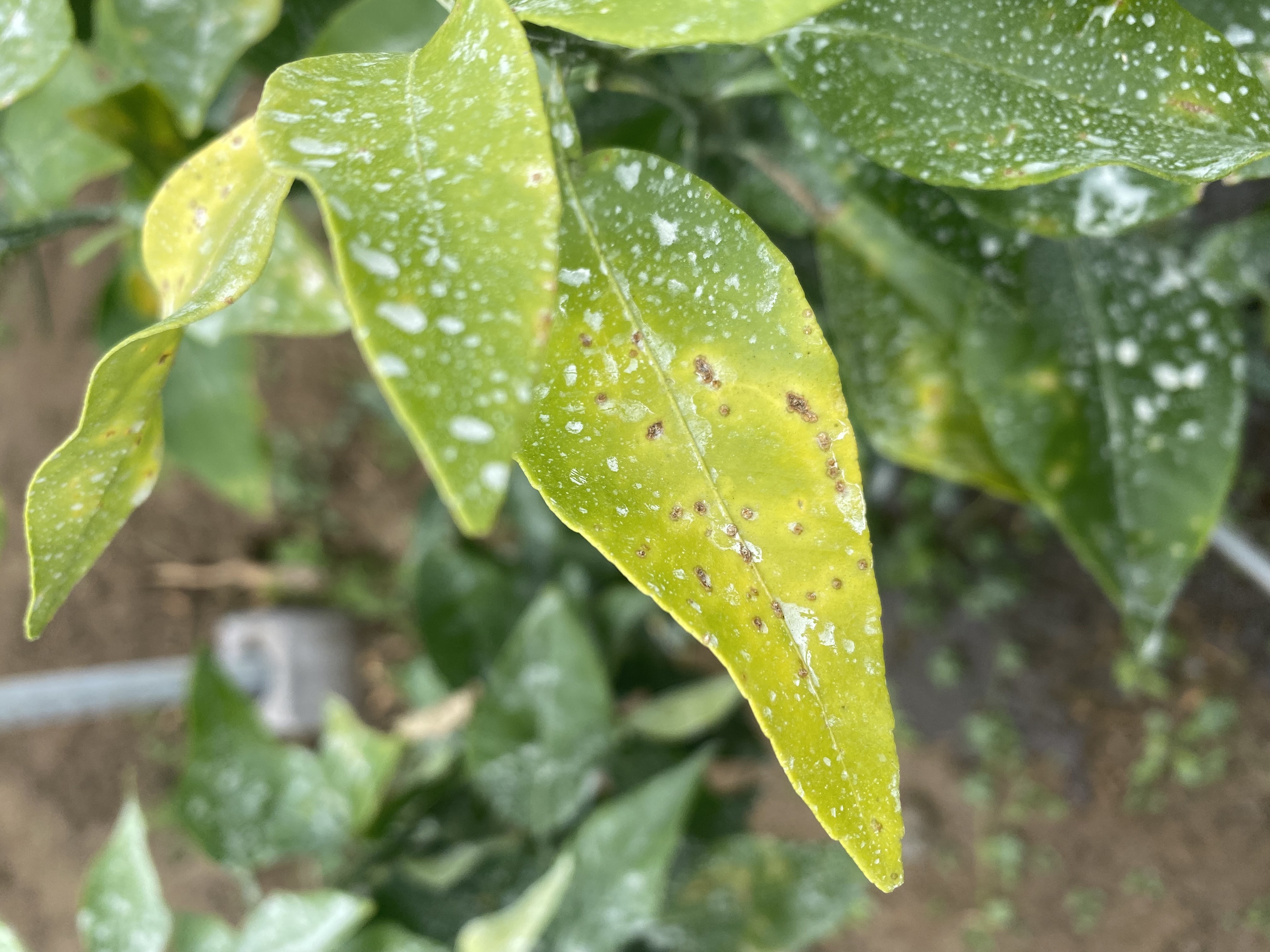 황금향 이파리 좀 봐주세요