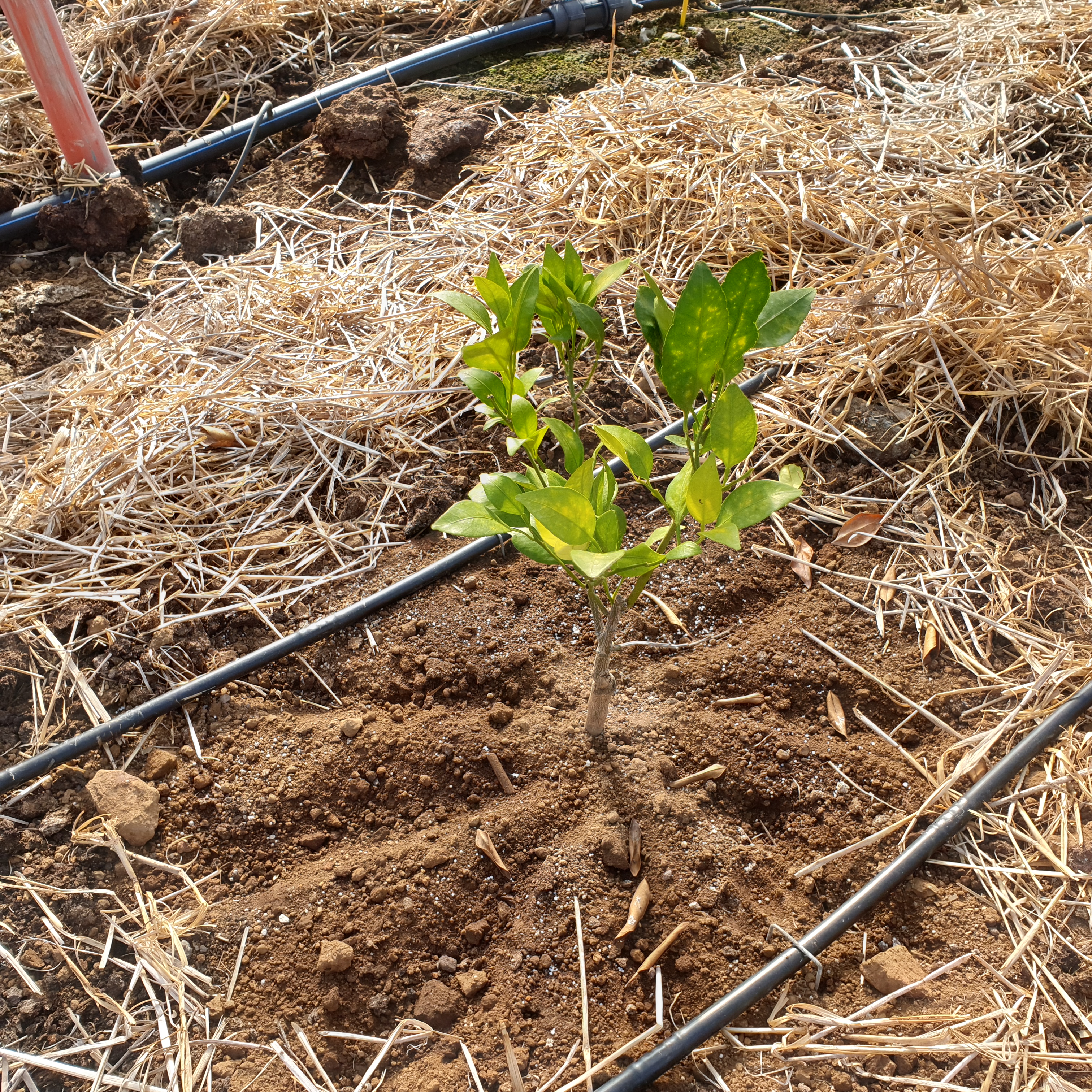 레드향 이상증상