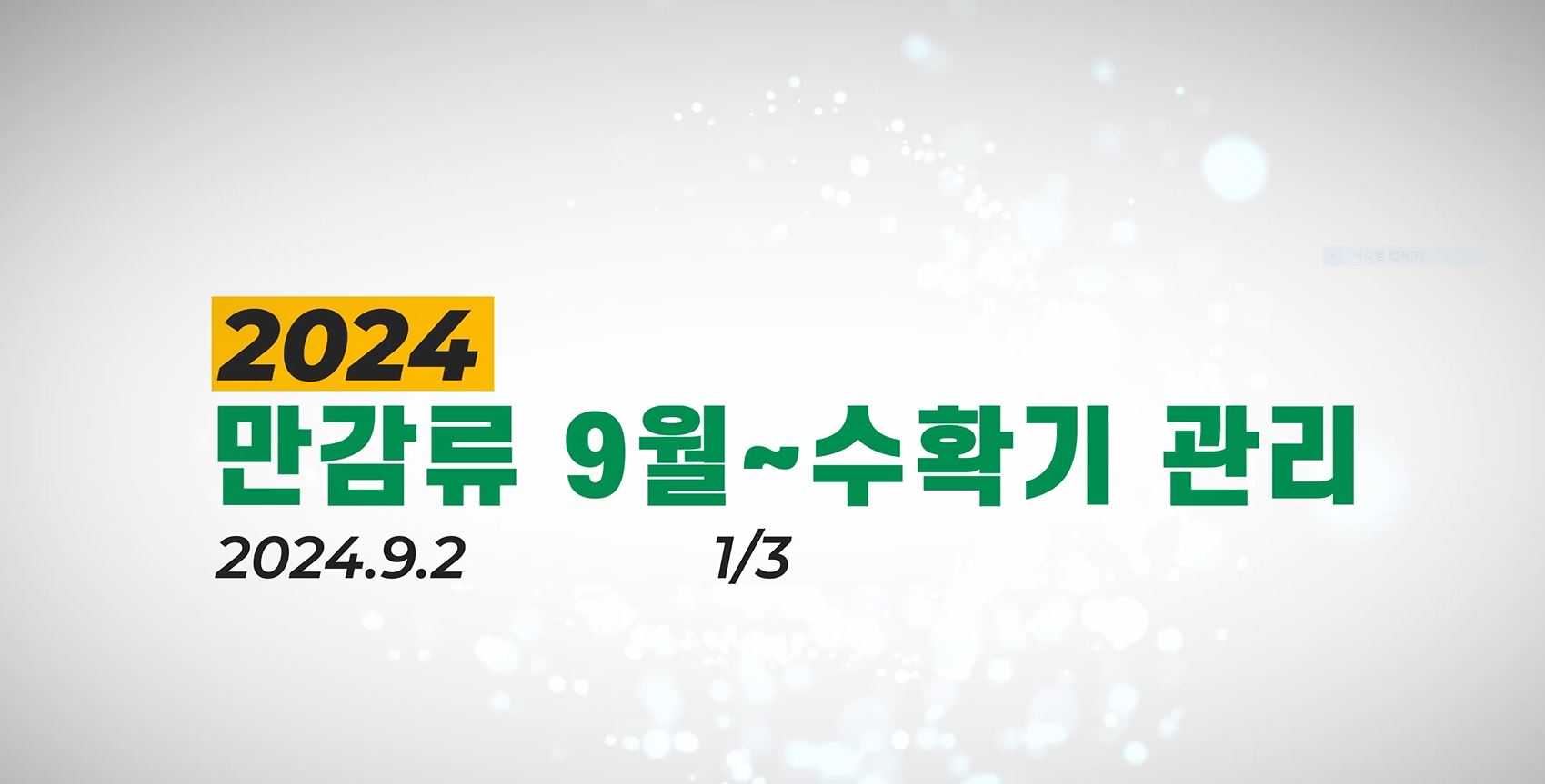 만감류 재배기술(9월~수확기 관리) 1