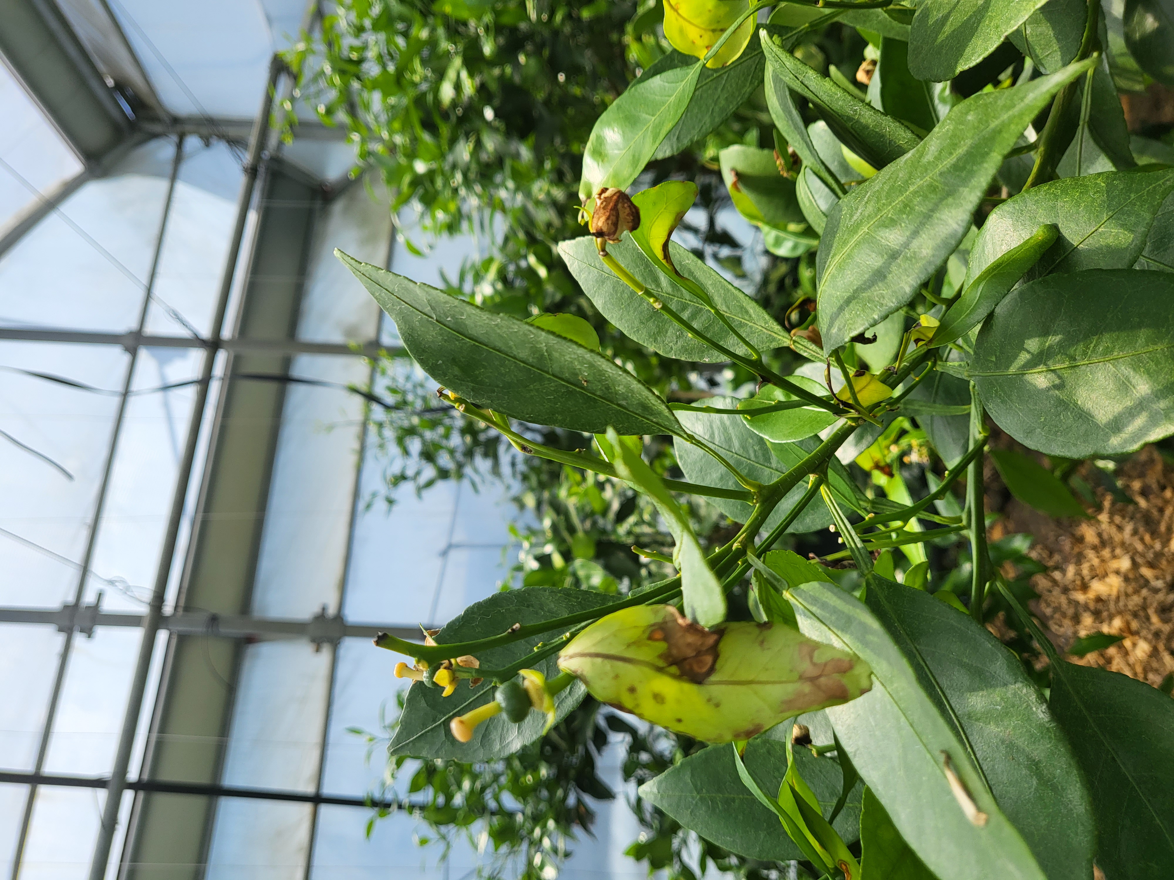 레드향잎사귀와 꽃이 이상해요
