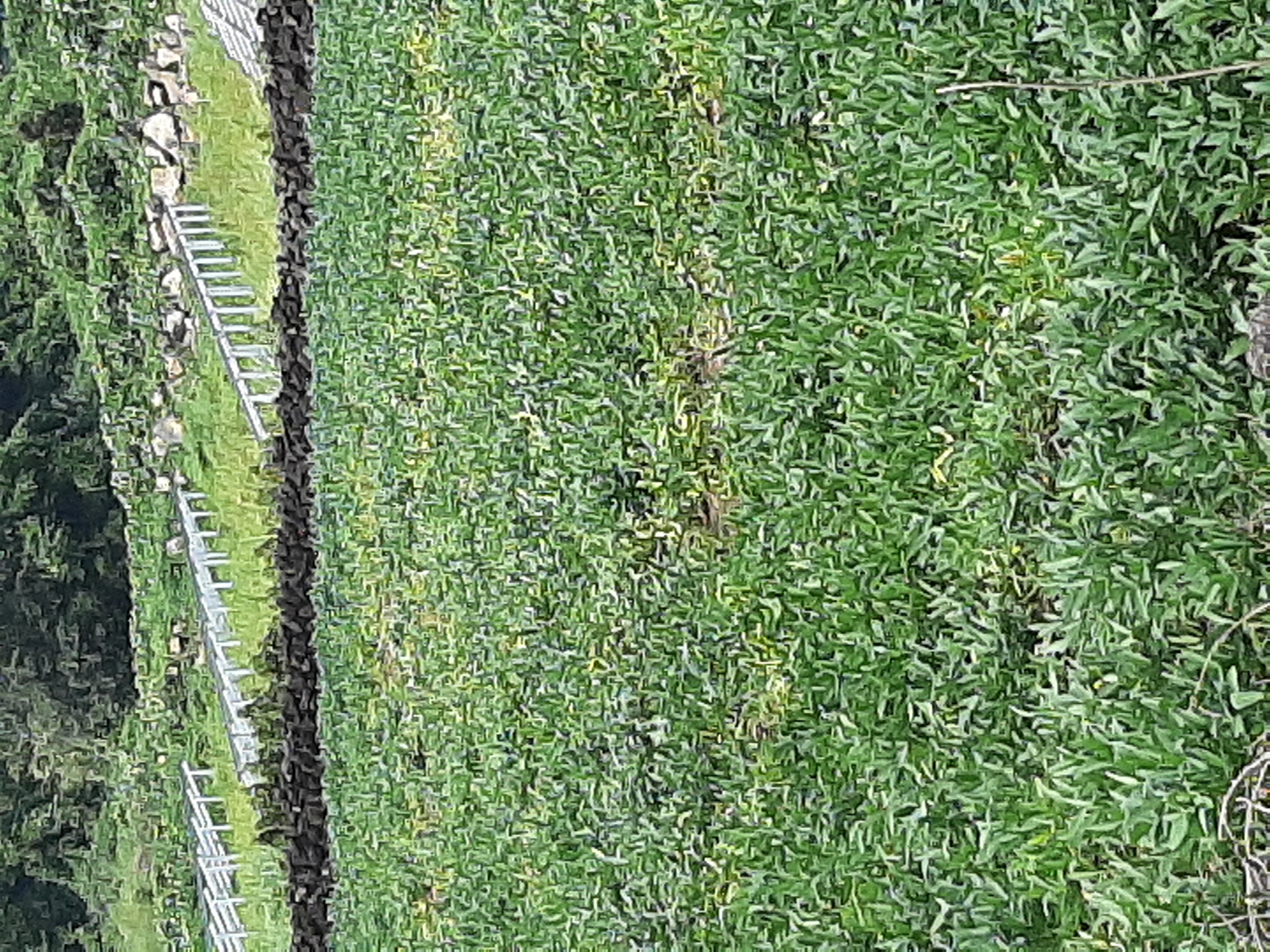 콩 병충해 진단 및 처방 요청