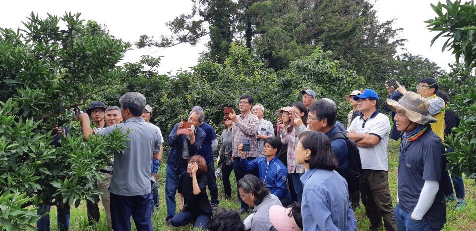 감귤현장컨설팅(서부친환경연구회)