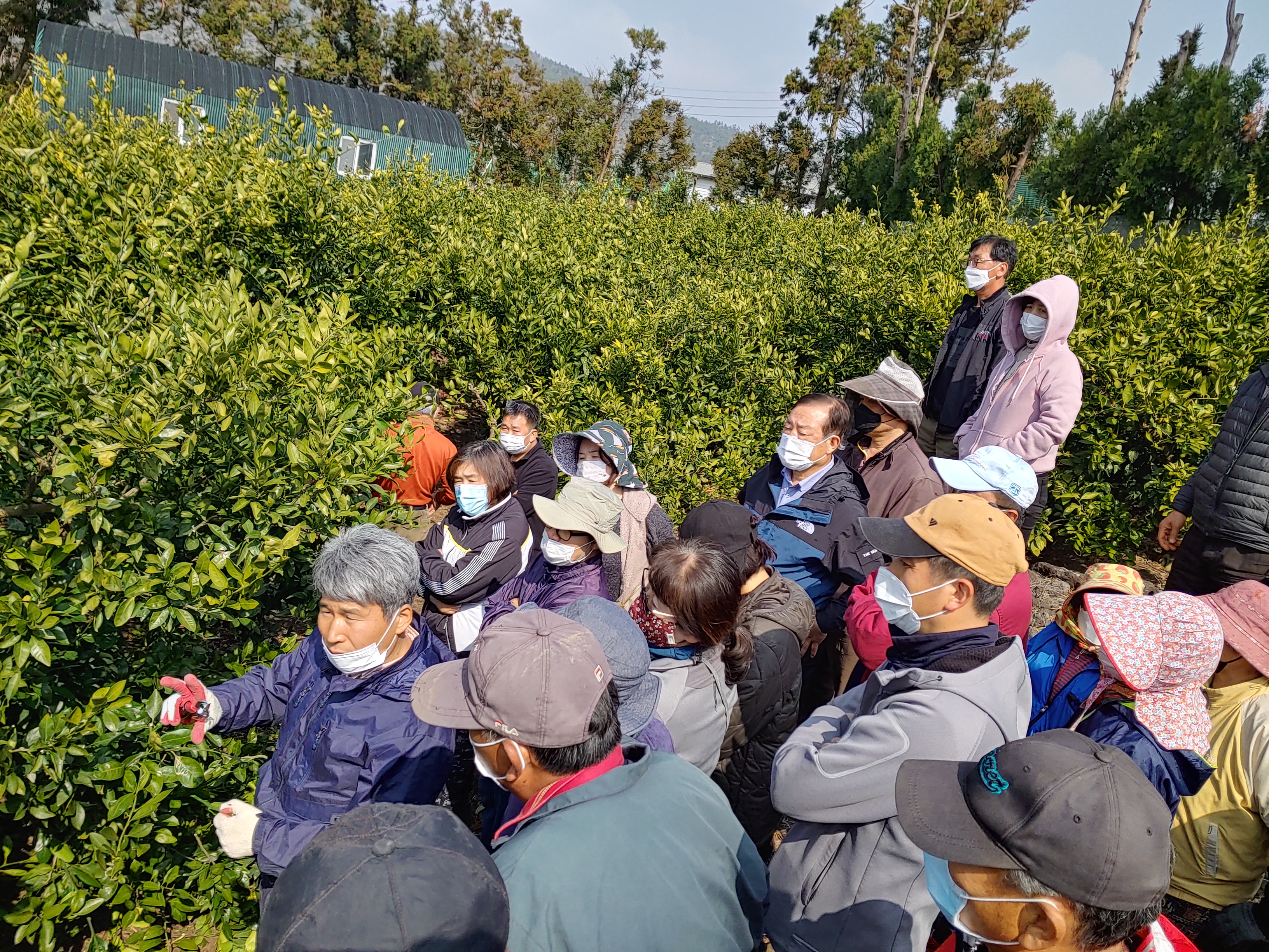 2021년 감귤 정지·전정 교육