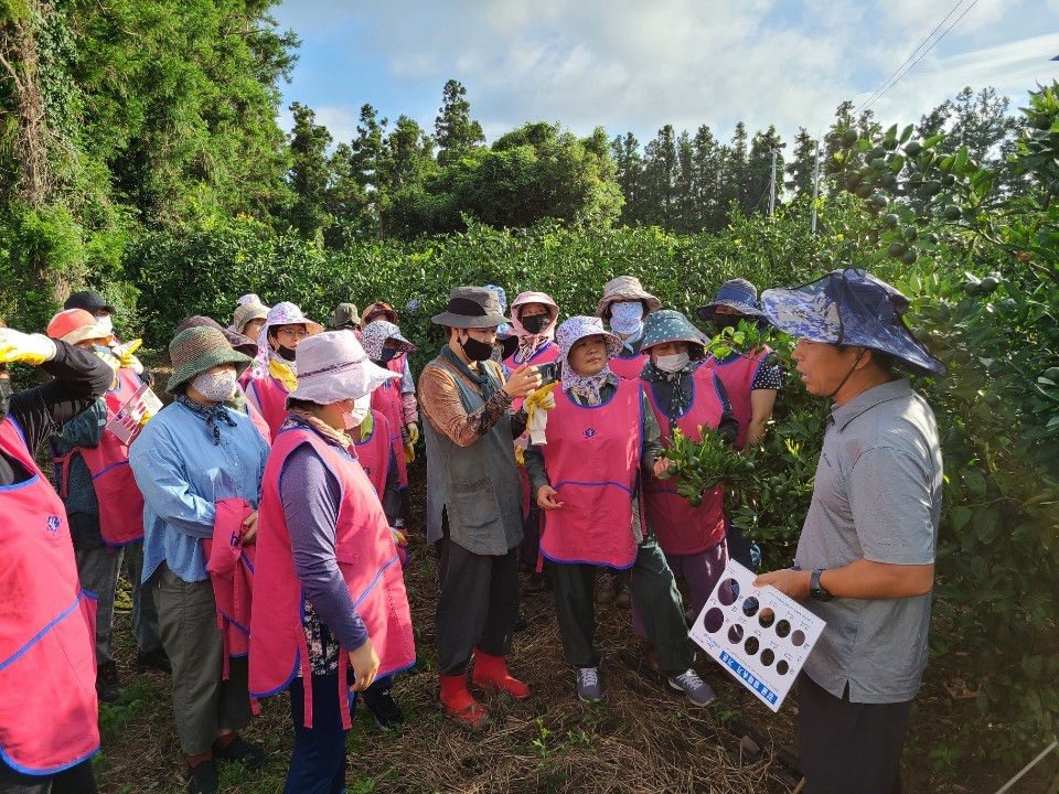 안덕면 농업인단체 감귤 열매솎기 봉사활동(8월14일)