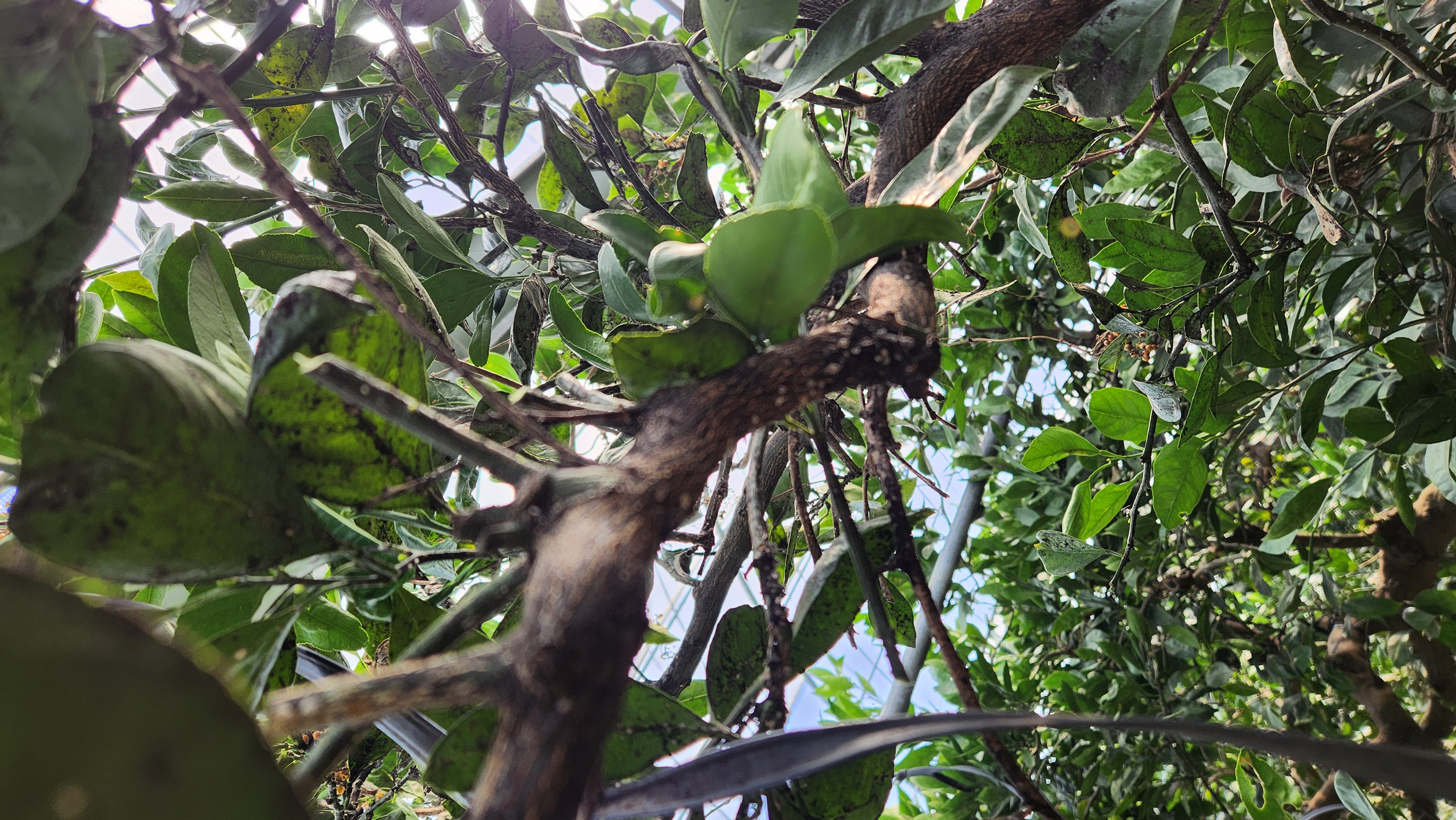 농약살포시기 및 횟수 등등