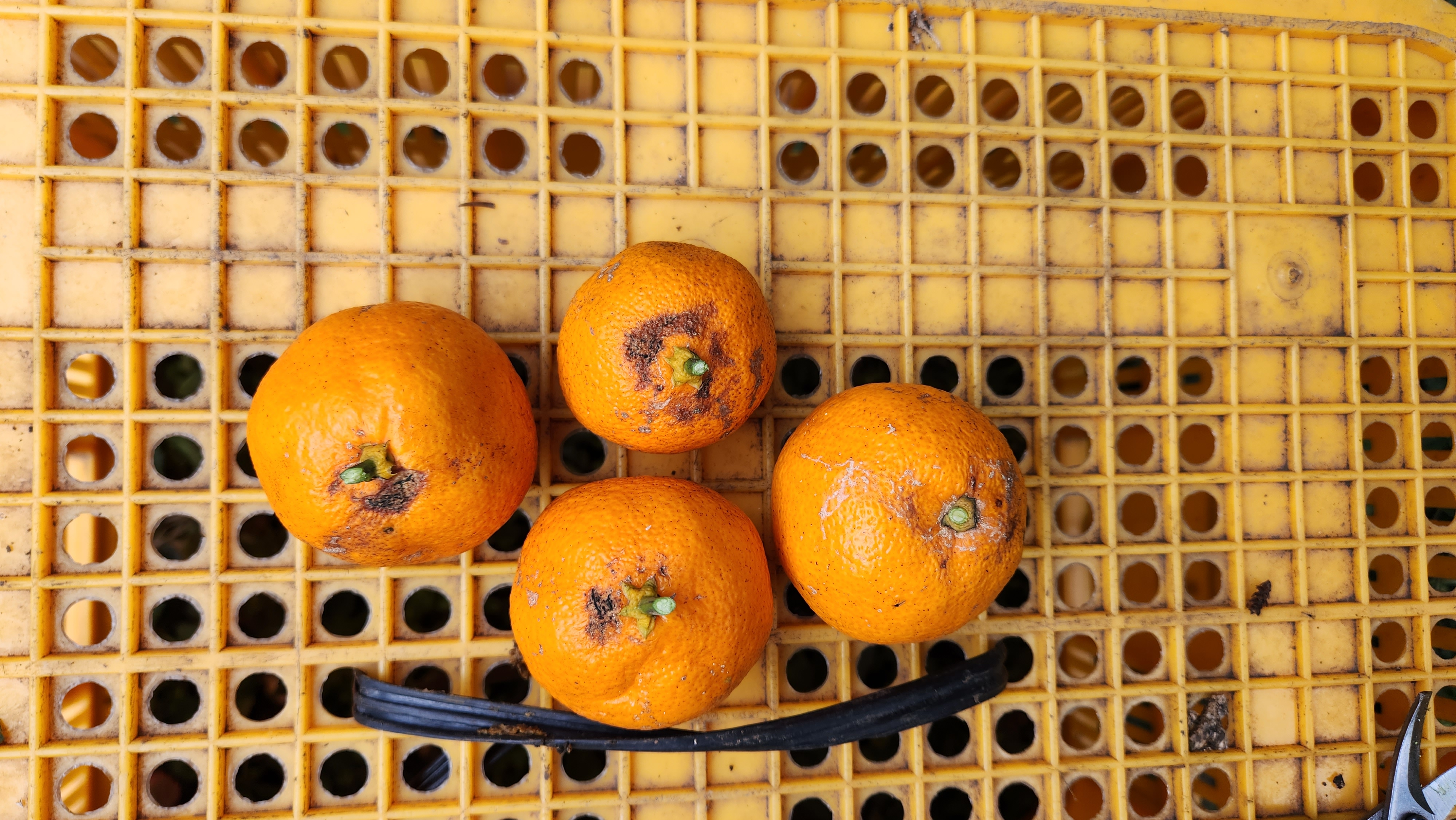 2022감귤에는 유난히 꼭지부분에 상처가 많습니다. 원인을 알고싶습니다.