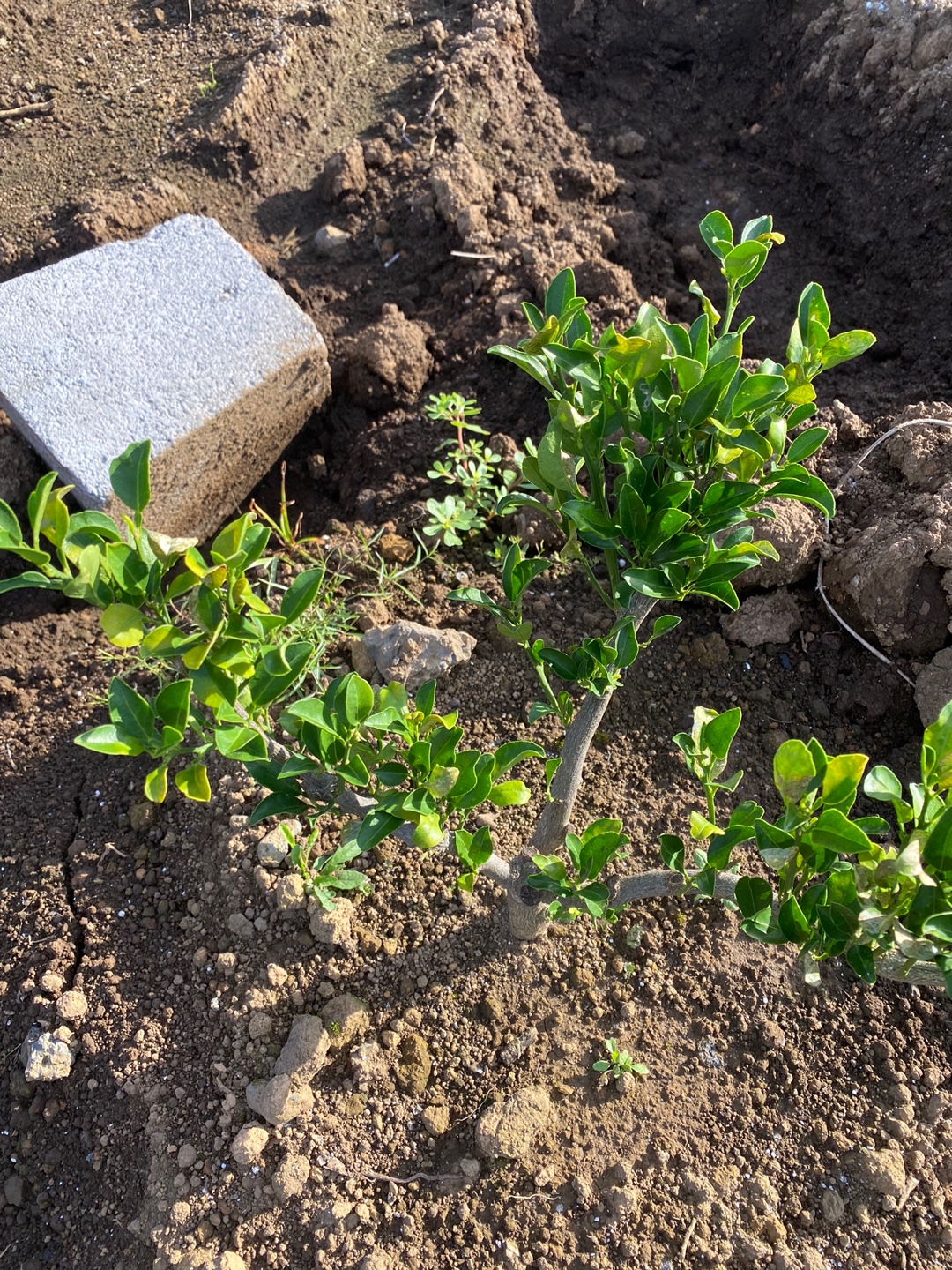 천혜향 나뭇잎 크기가 그루마다 다른데...