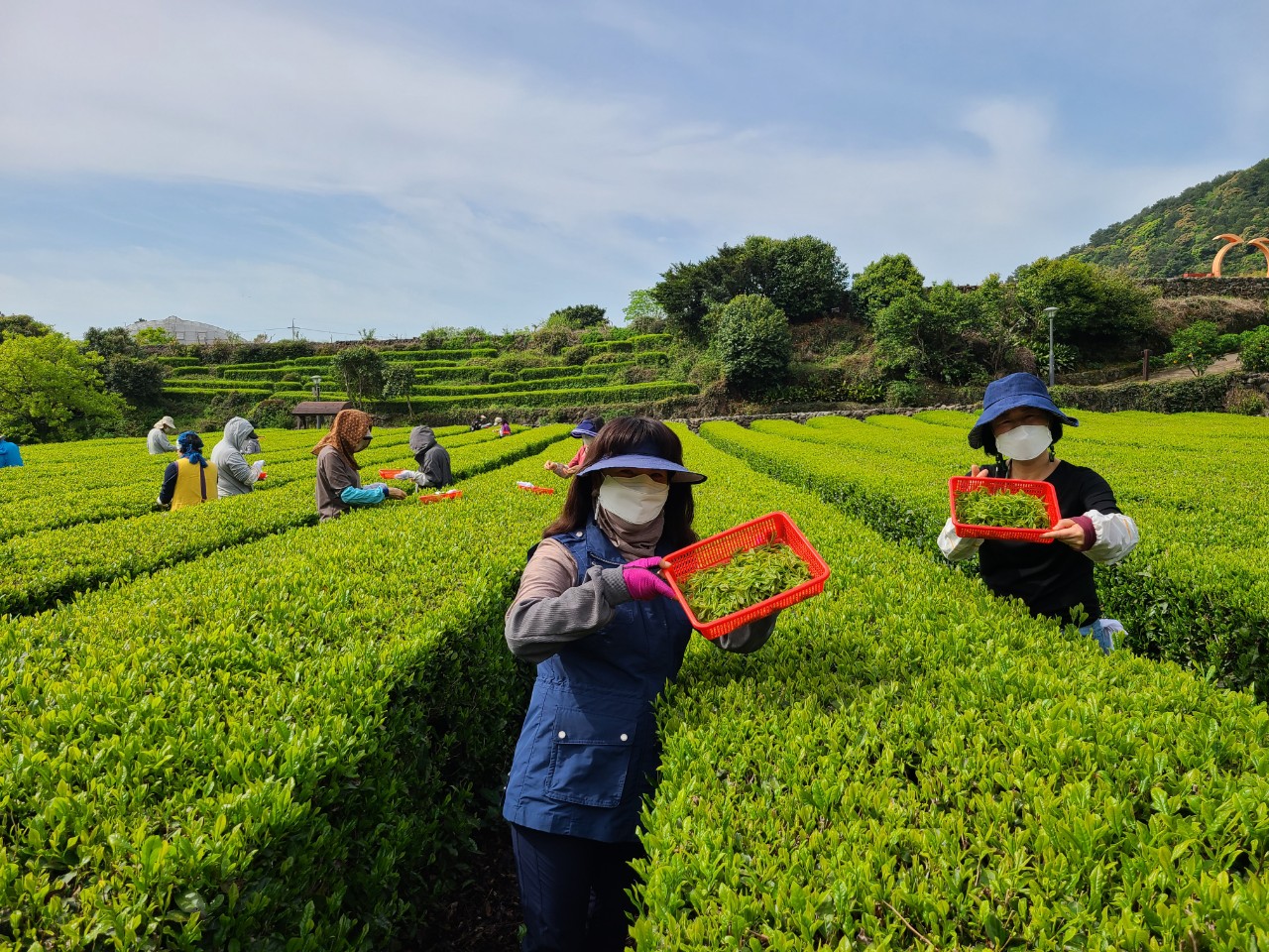 제주녹차 수제차 만들기 체험행사