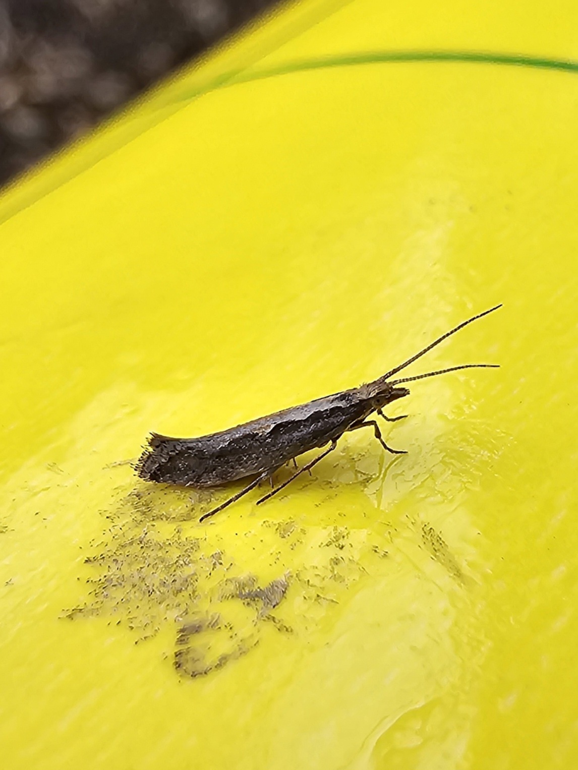 무슨 나방인가요?