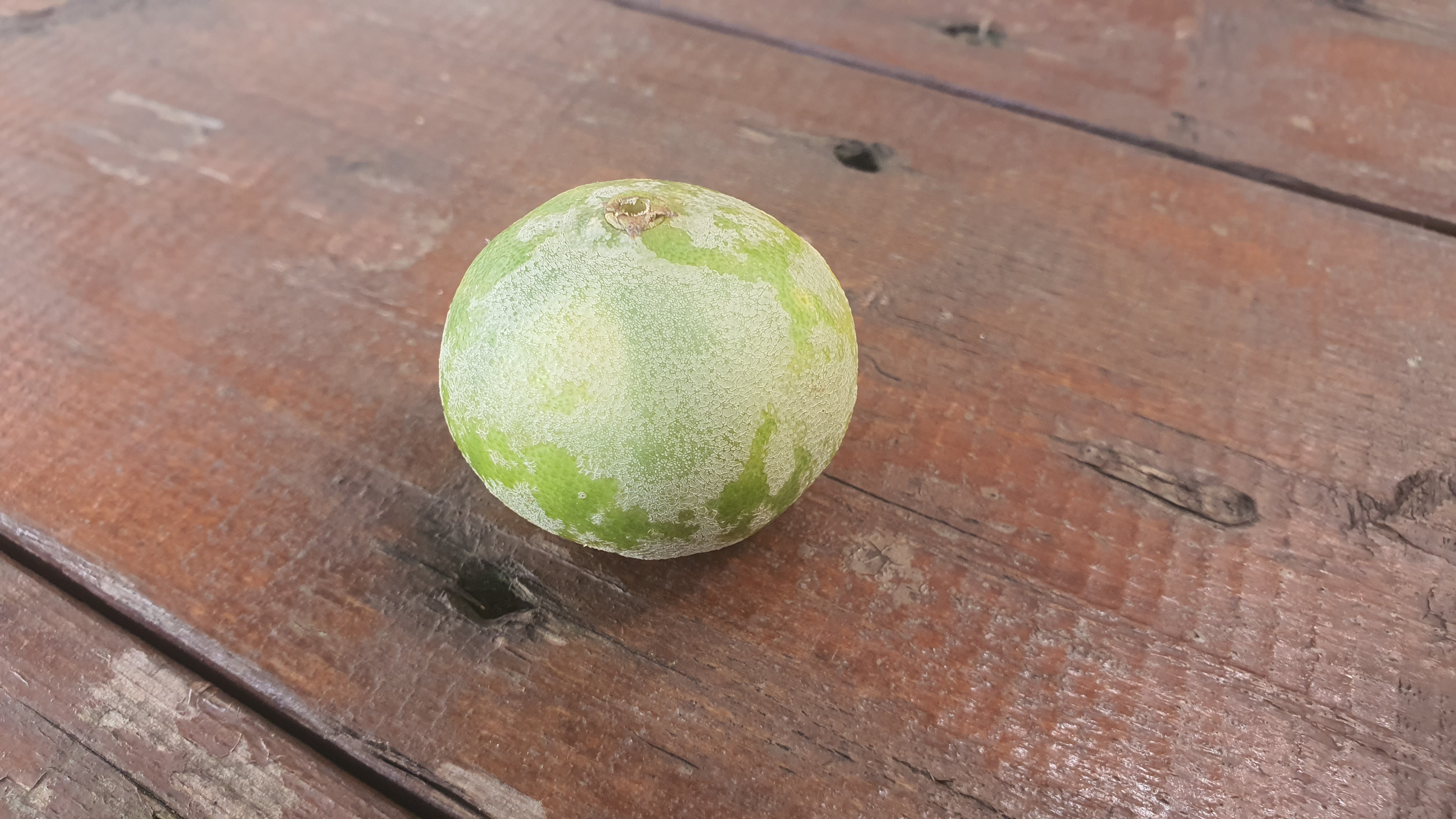 천혜향에 묻은게 뭔가요?