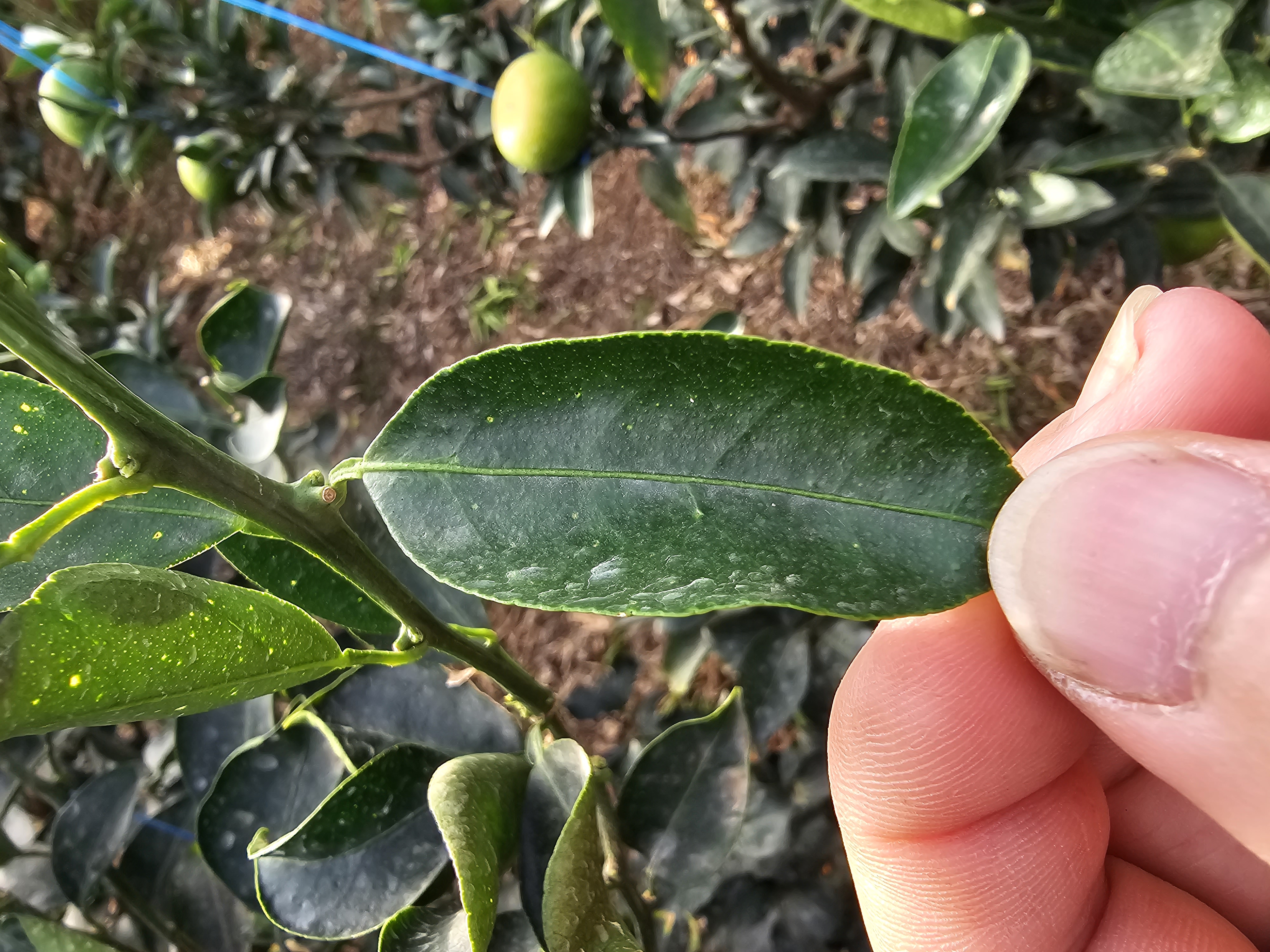 천혜향 잎 문의