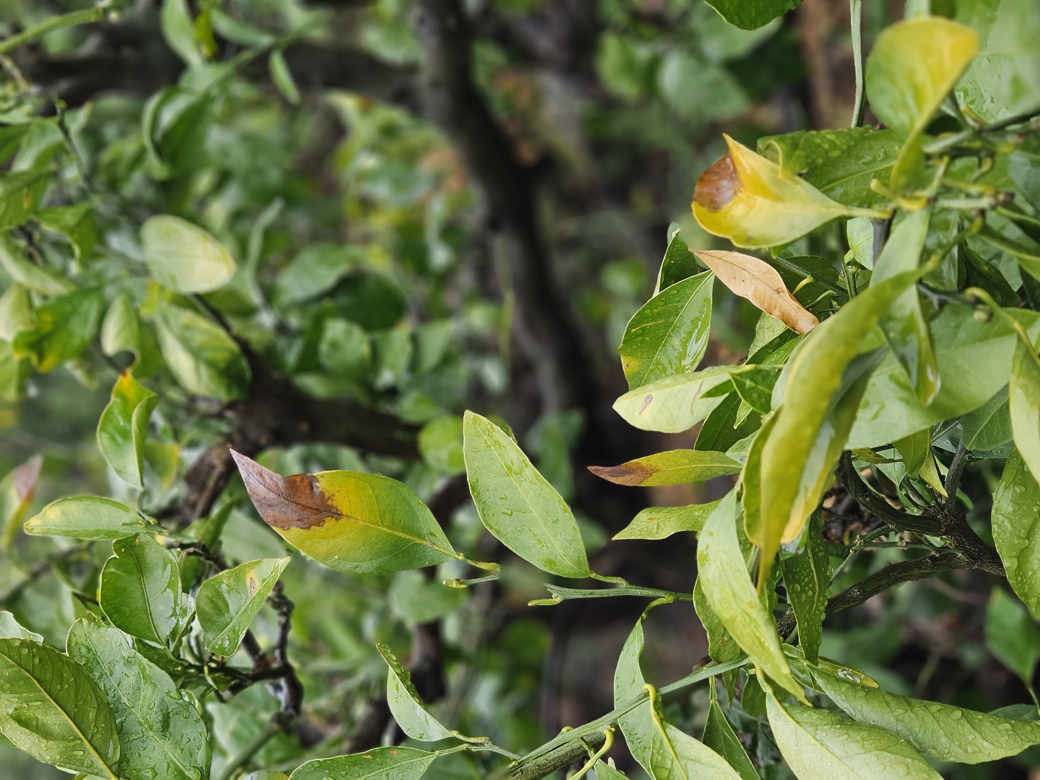 비가림하우스, 잎이 노랗게