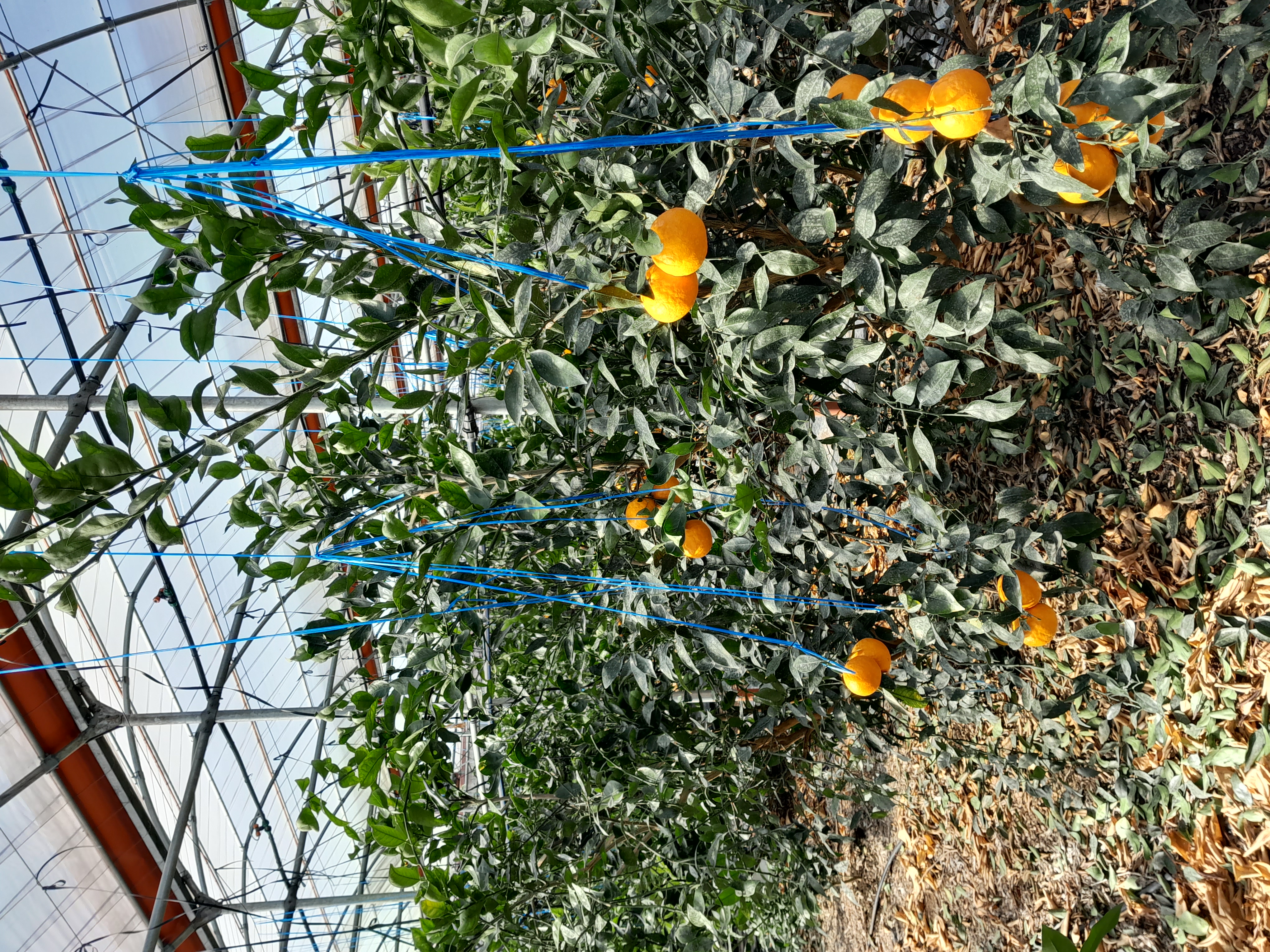 하우스 수라향인데 2월15일전후 일주일 사이에 하우스중간 아래쪽으로만 낙엽이 심하게 떨어진 원인과 열매 생성에 문제가 없는지 그리고 어떻게 관리를 해야 하는지 알고 싶습니다