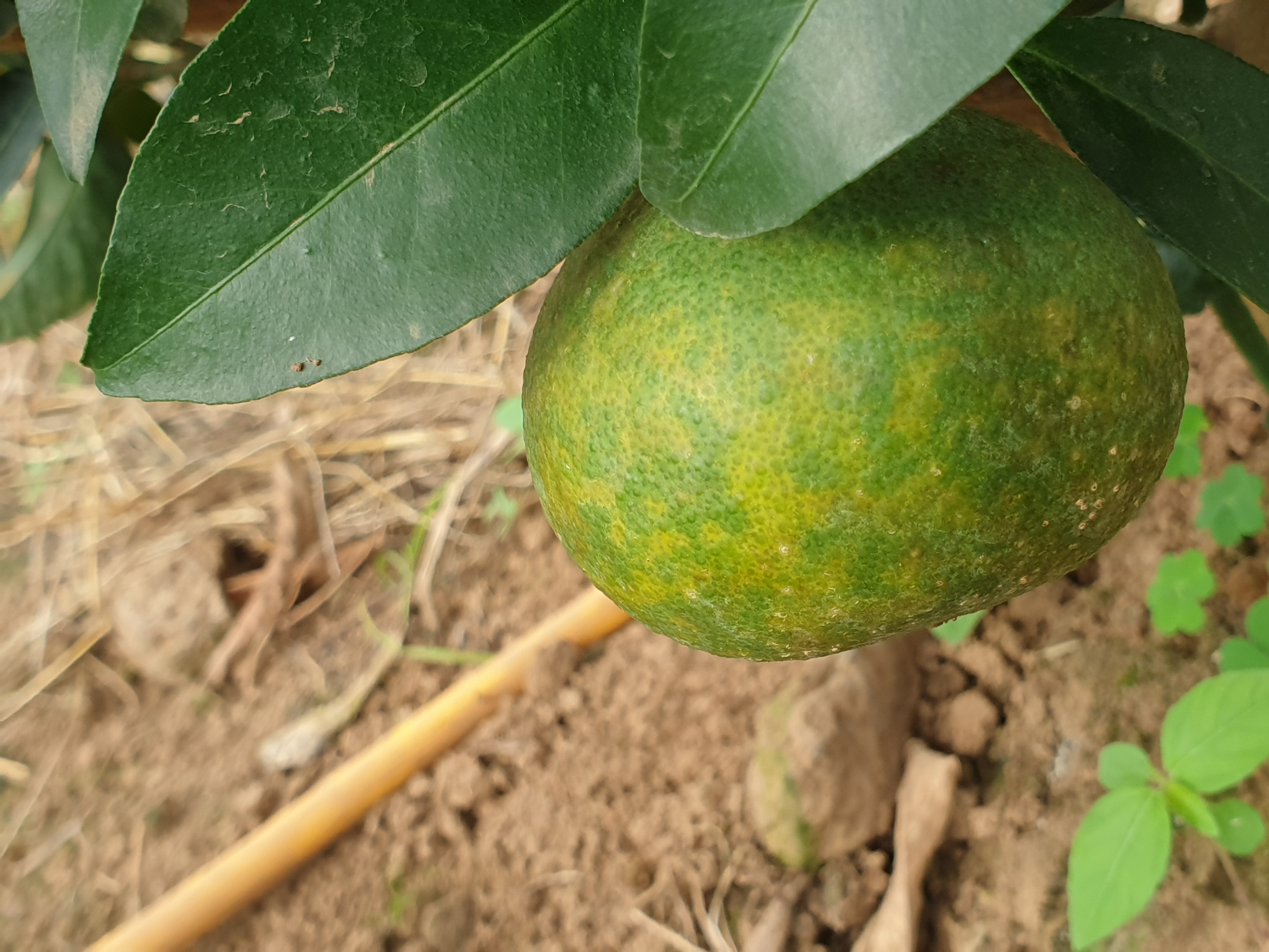 만감류 열매 이상