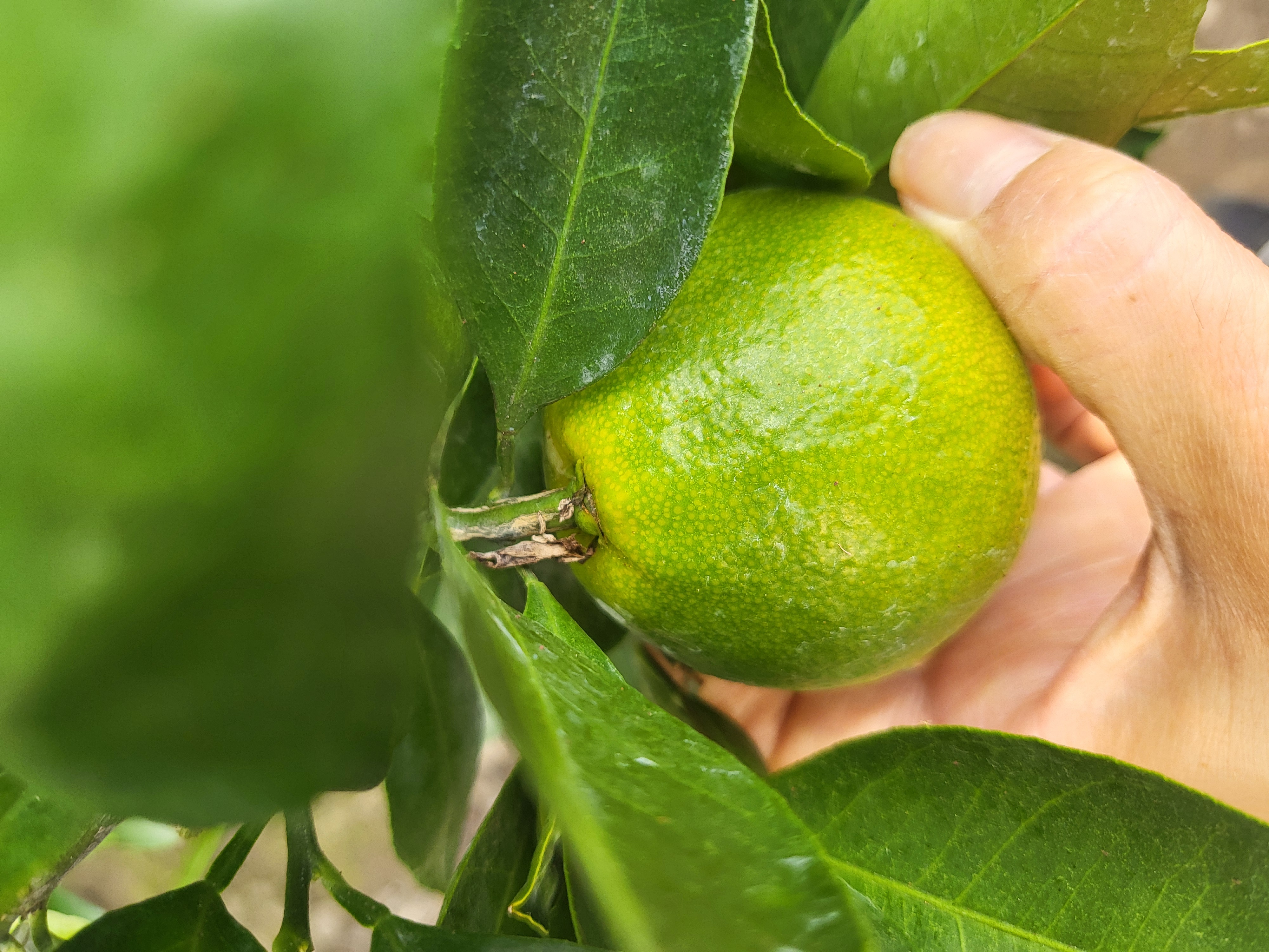 유라실생 꼭지 부분 부풀어오름 현상