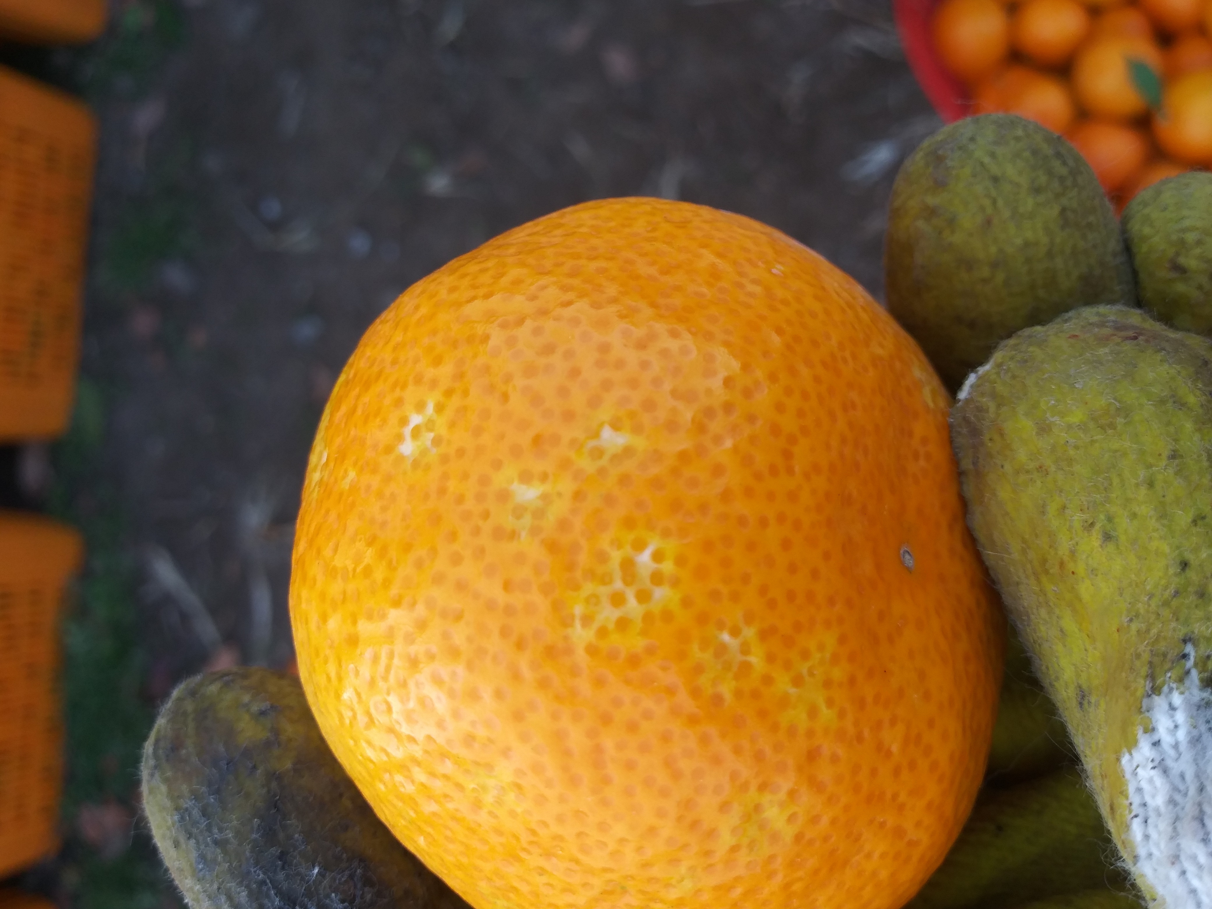 극조생표피이상