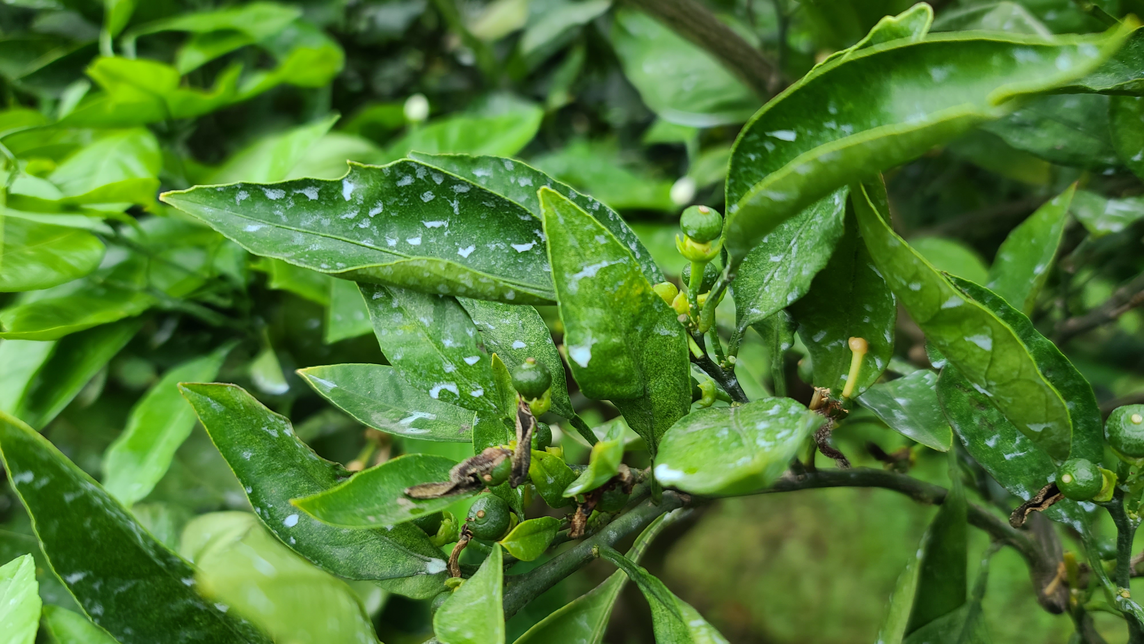 병충해 진단, 방제시기 요청드립니다.