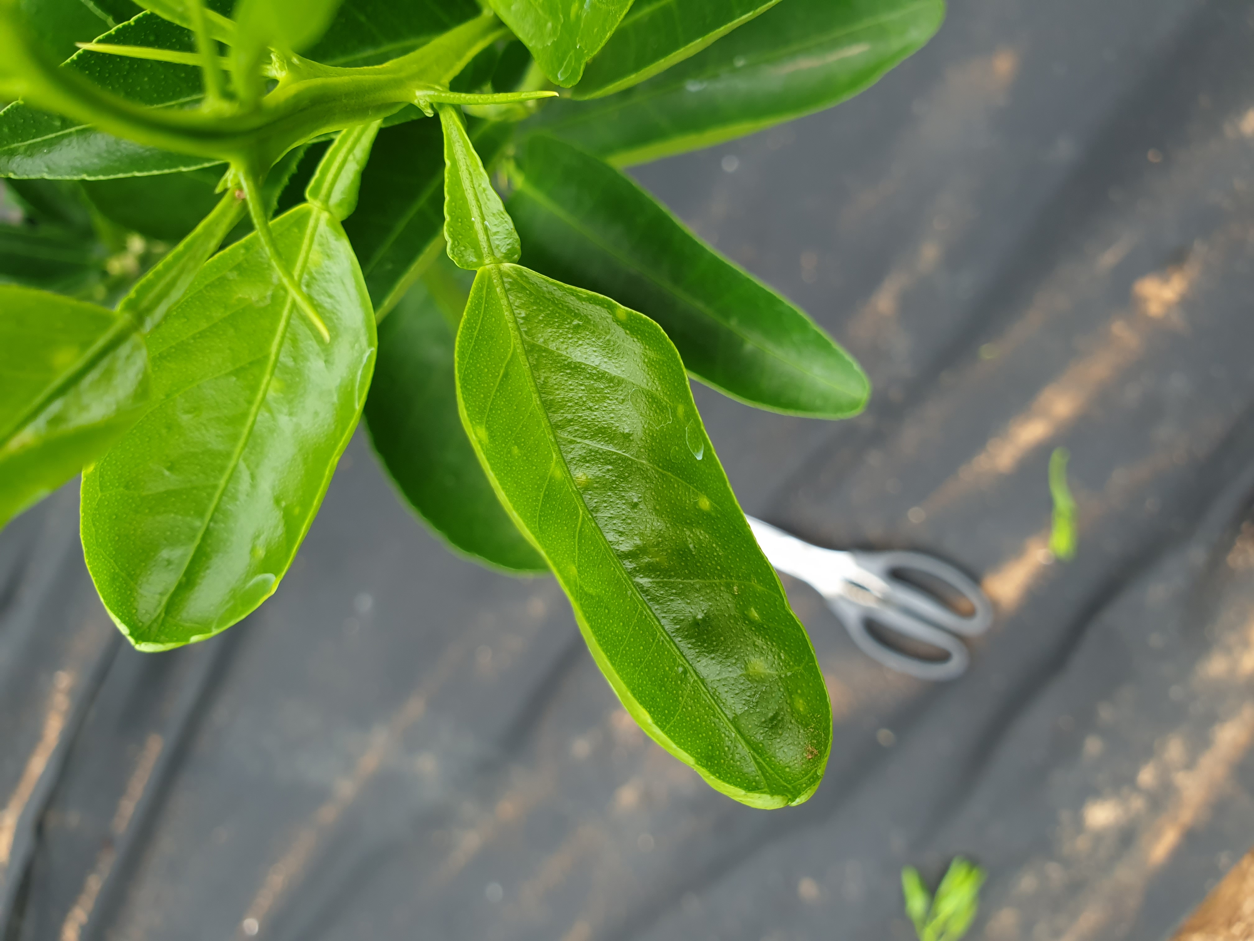 천혜향 입의 바점