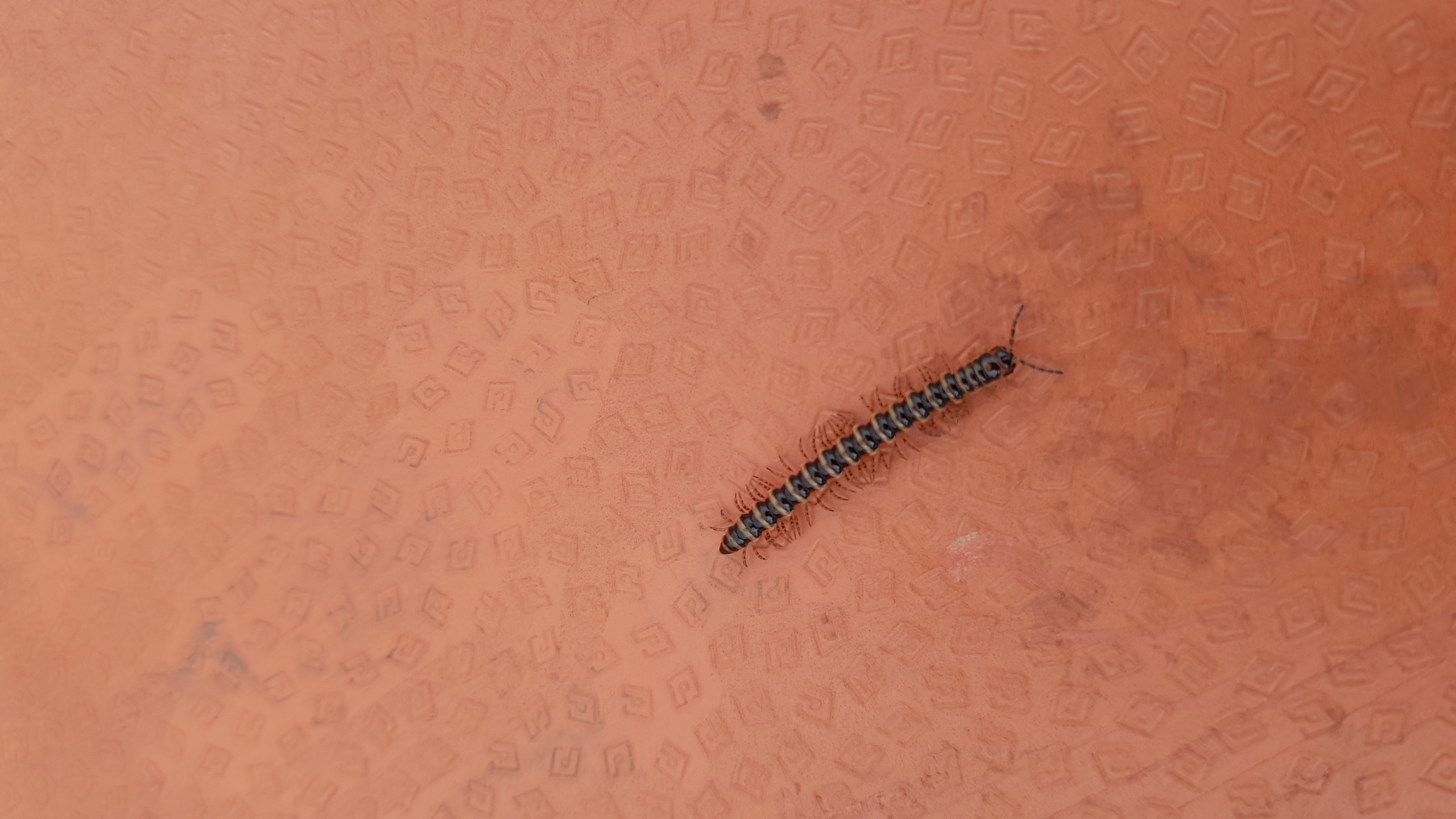 무슨벌레인가요?