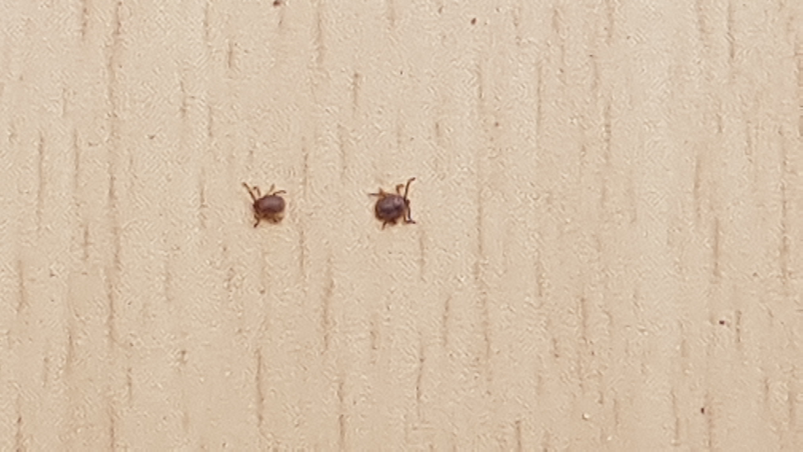 진드기 예방관련