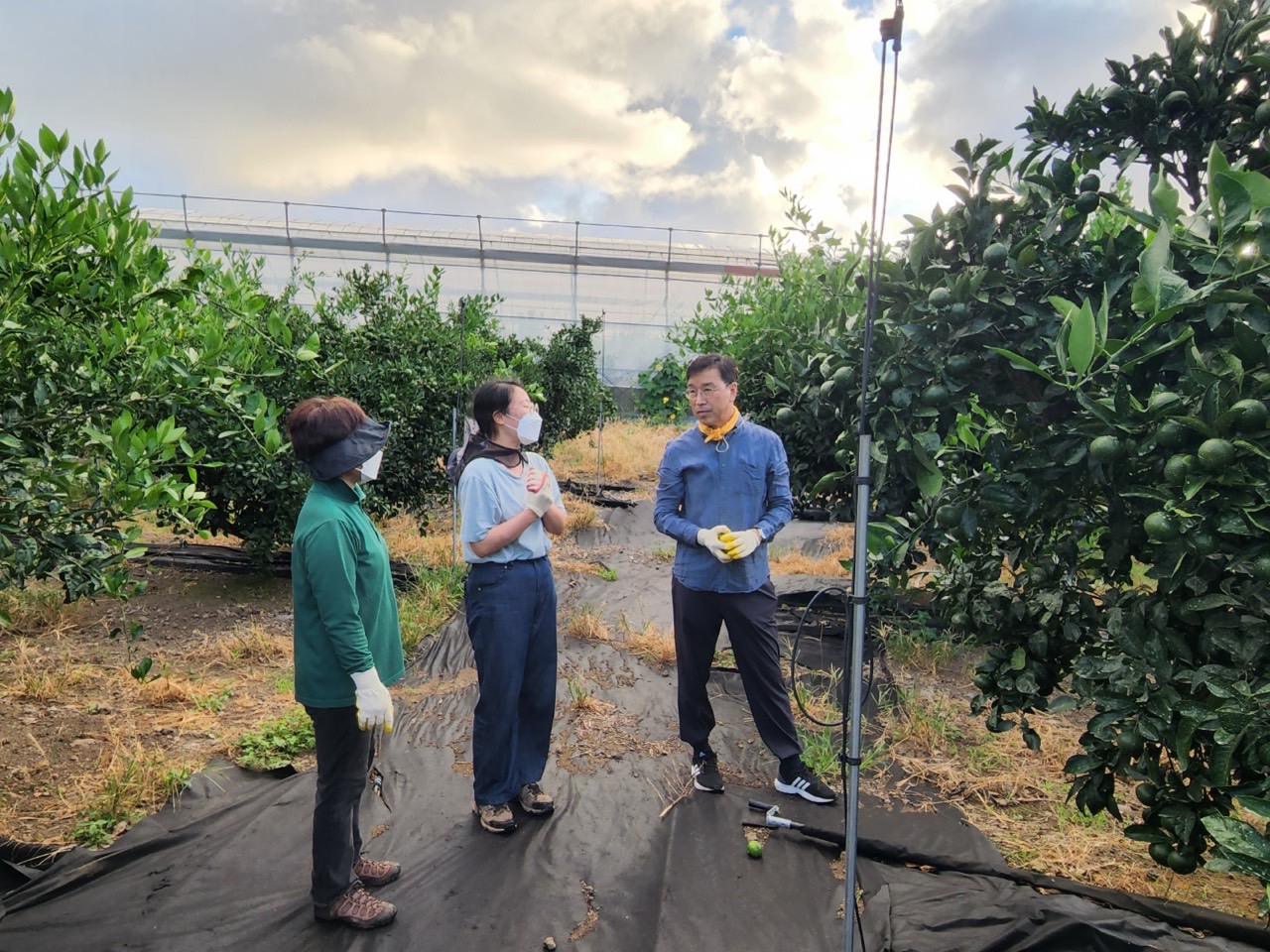 고품질감귤 안정생산을 위한 생활개선회원 열매솎기 수눌음 지도