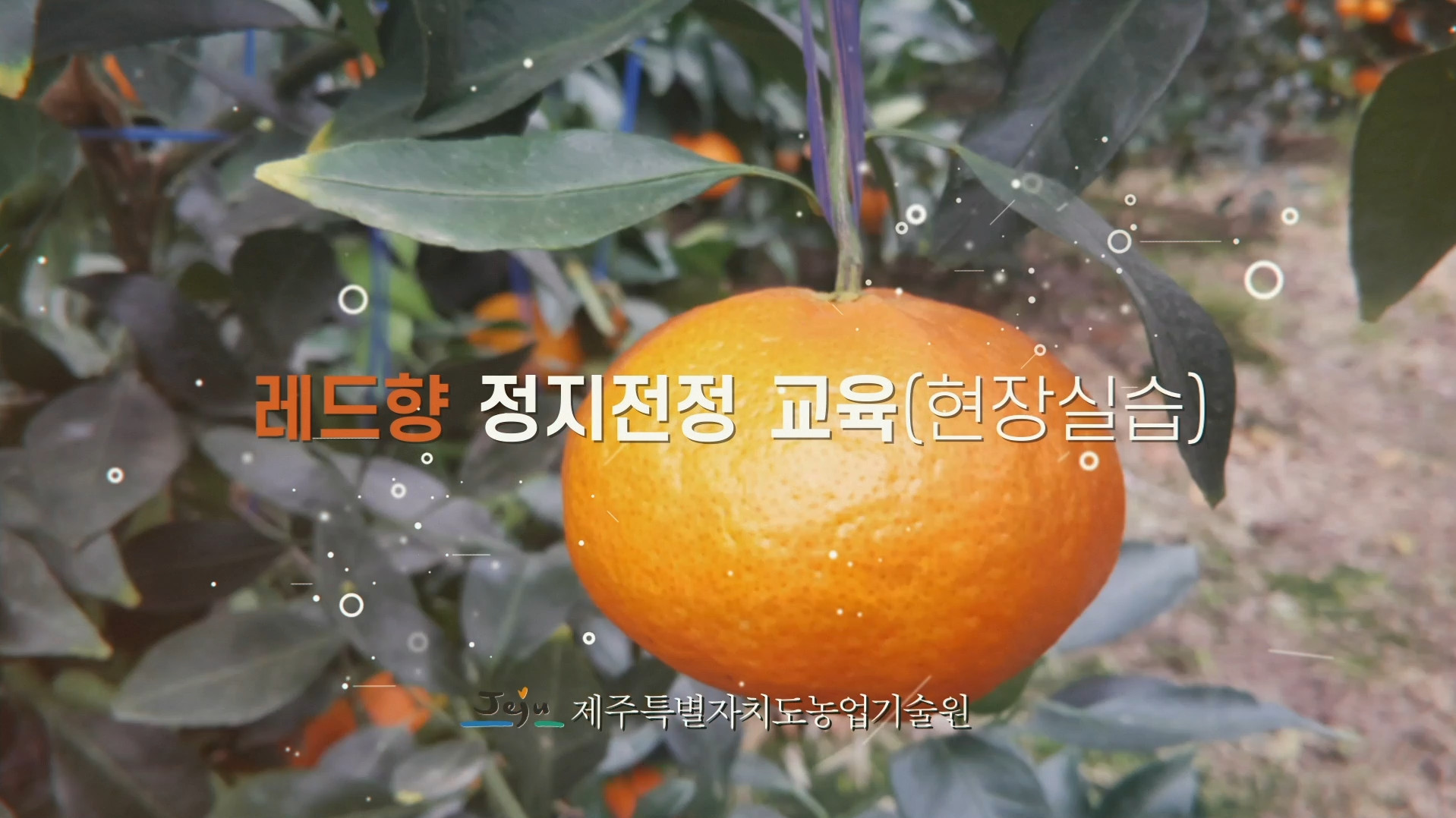 농업기술원 현장_레드향