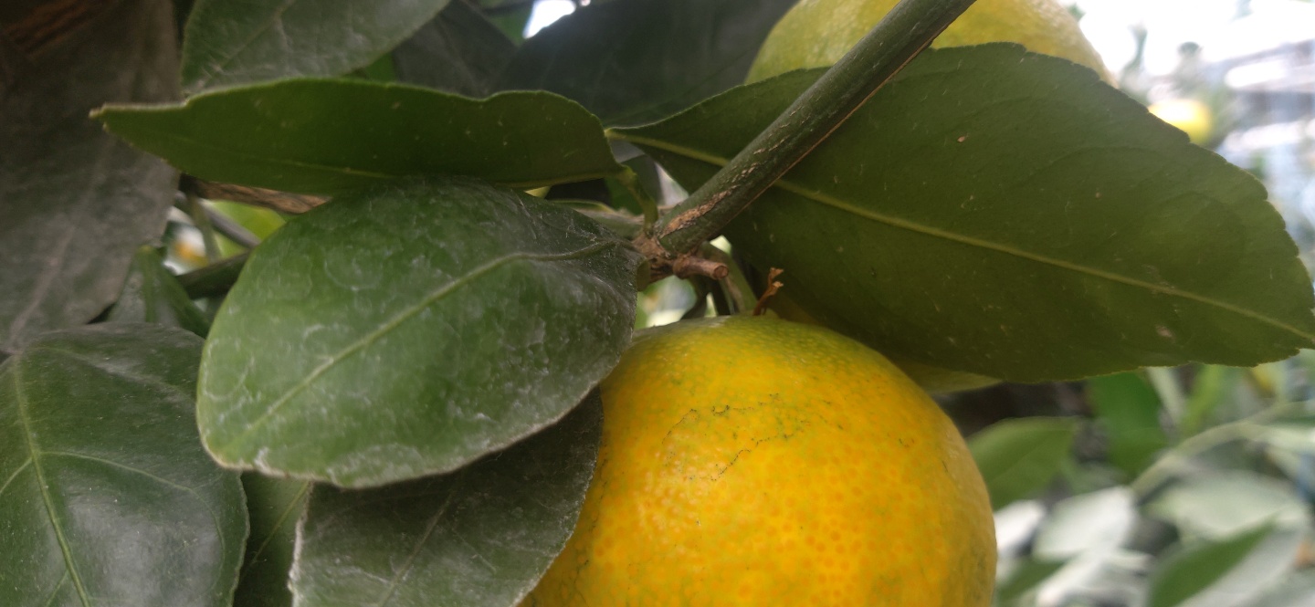 하우스 감귤 재배 상태 확인 부탁드립니다.