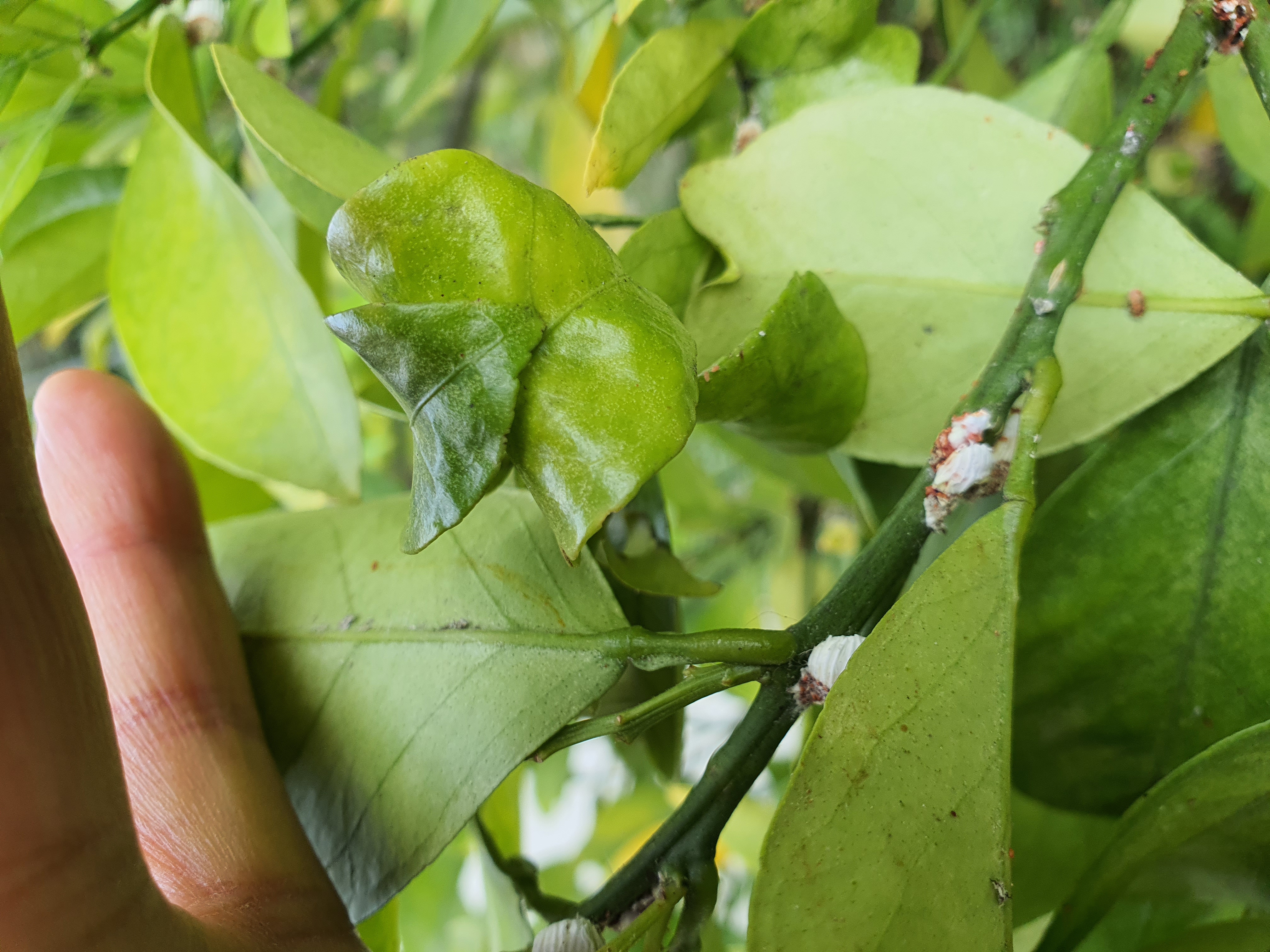 병충해종류와 방제법을 알려주세요