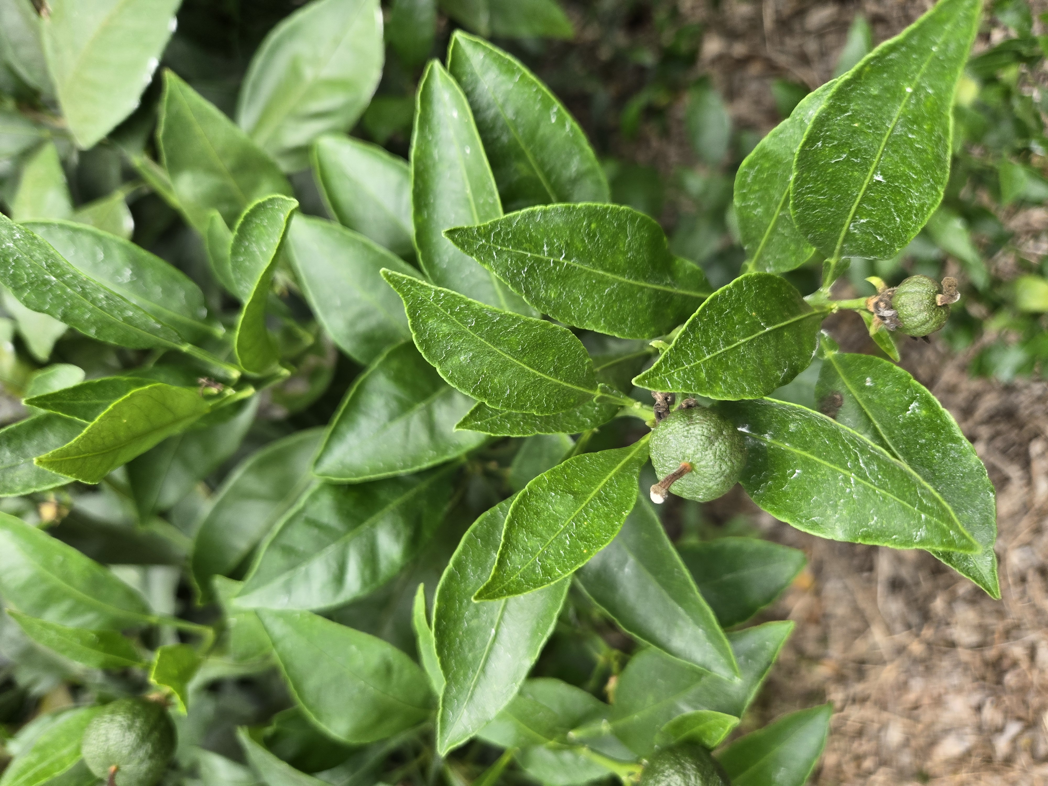 한라봉 비가림 하우스