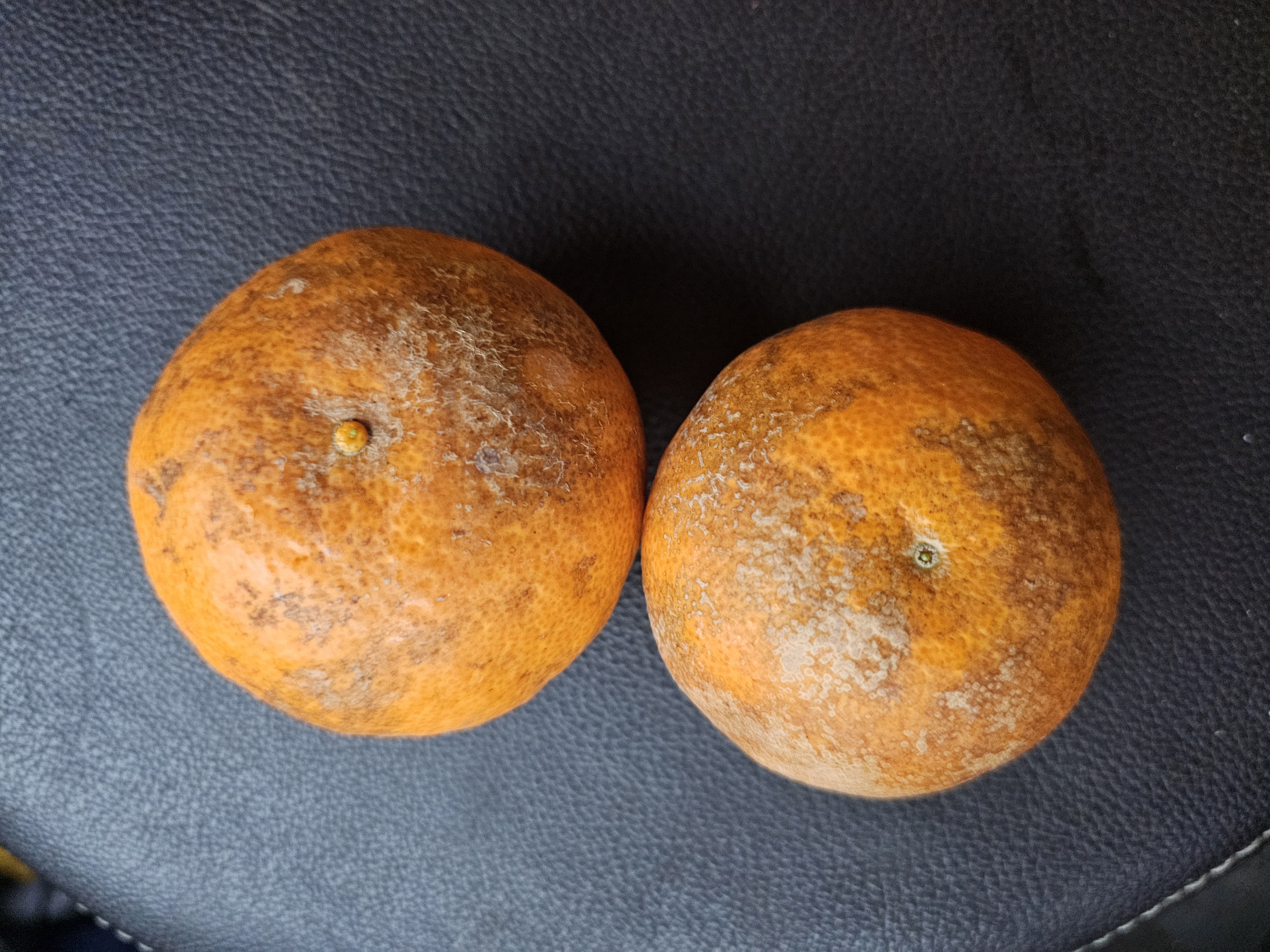 카라향 열매 병해충 관련