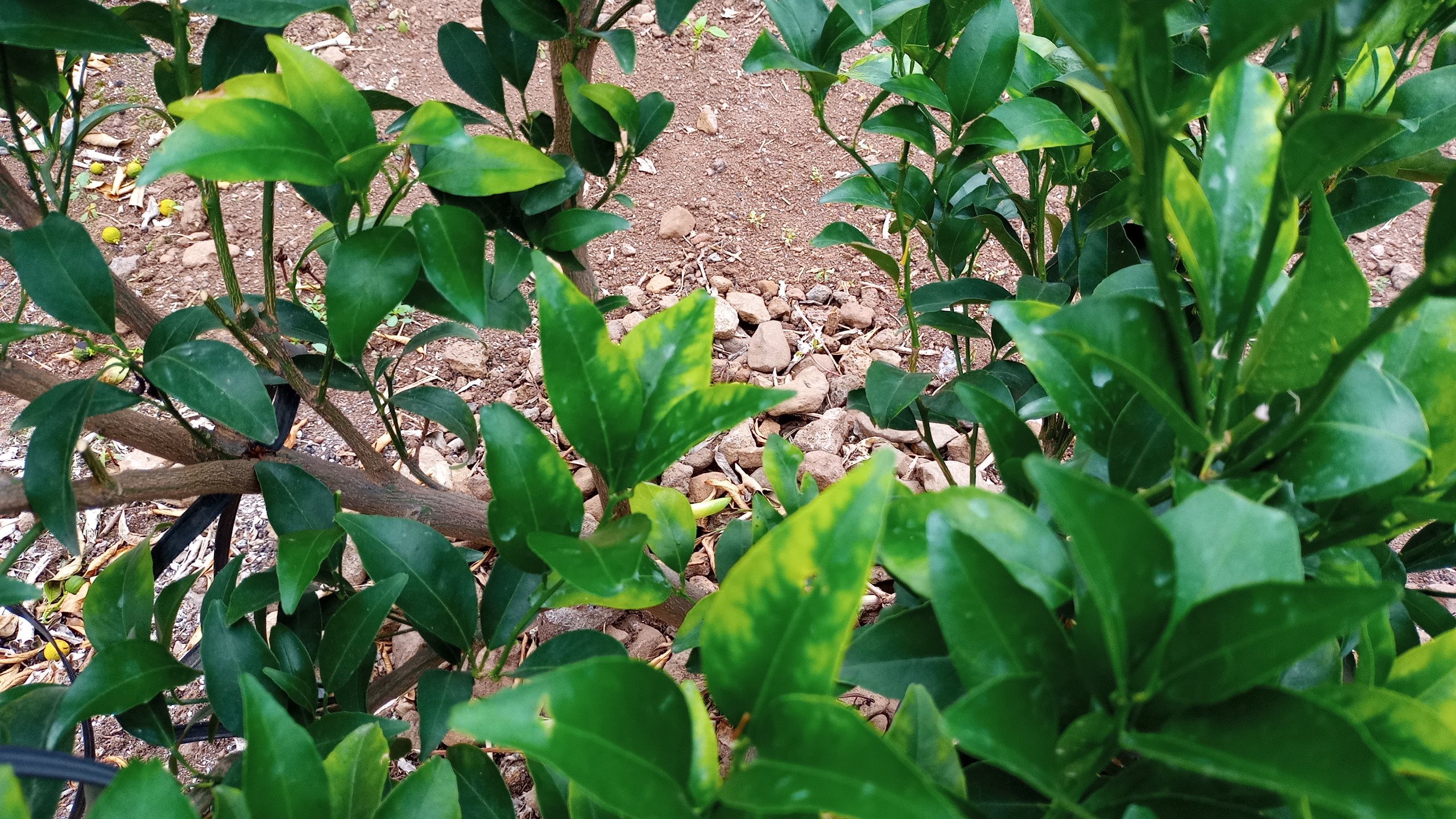 천혜향 잎 증상문의