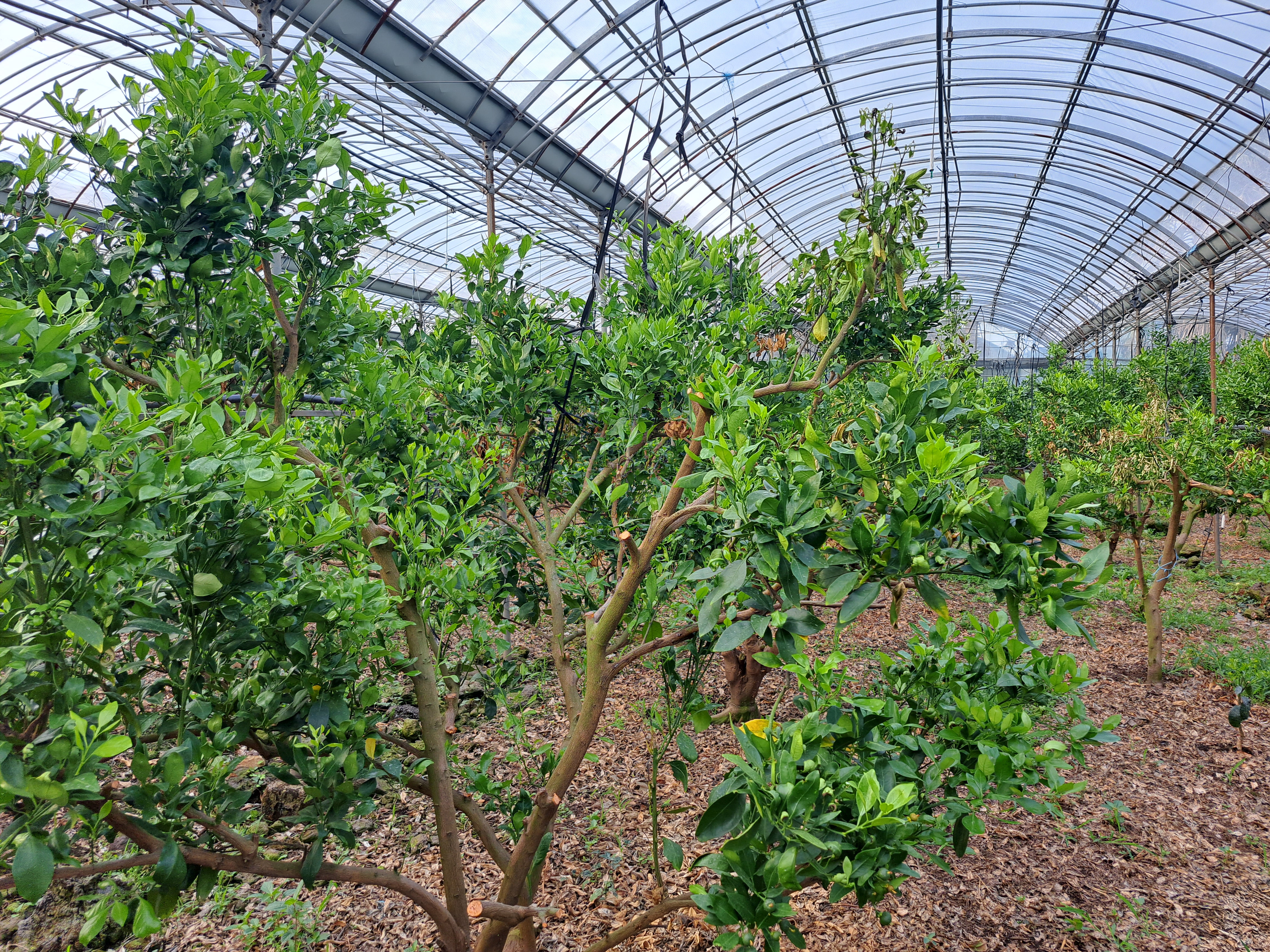 레드향 하우스 고온피해