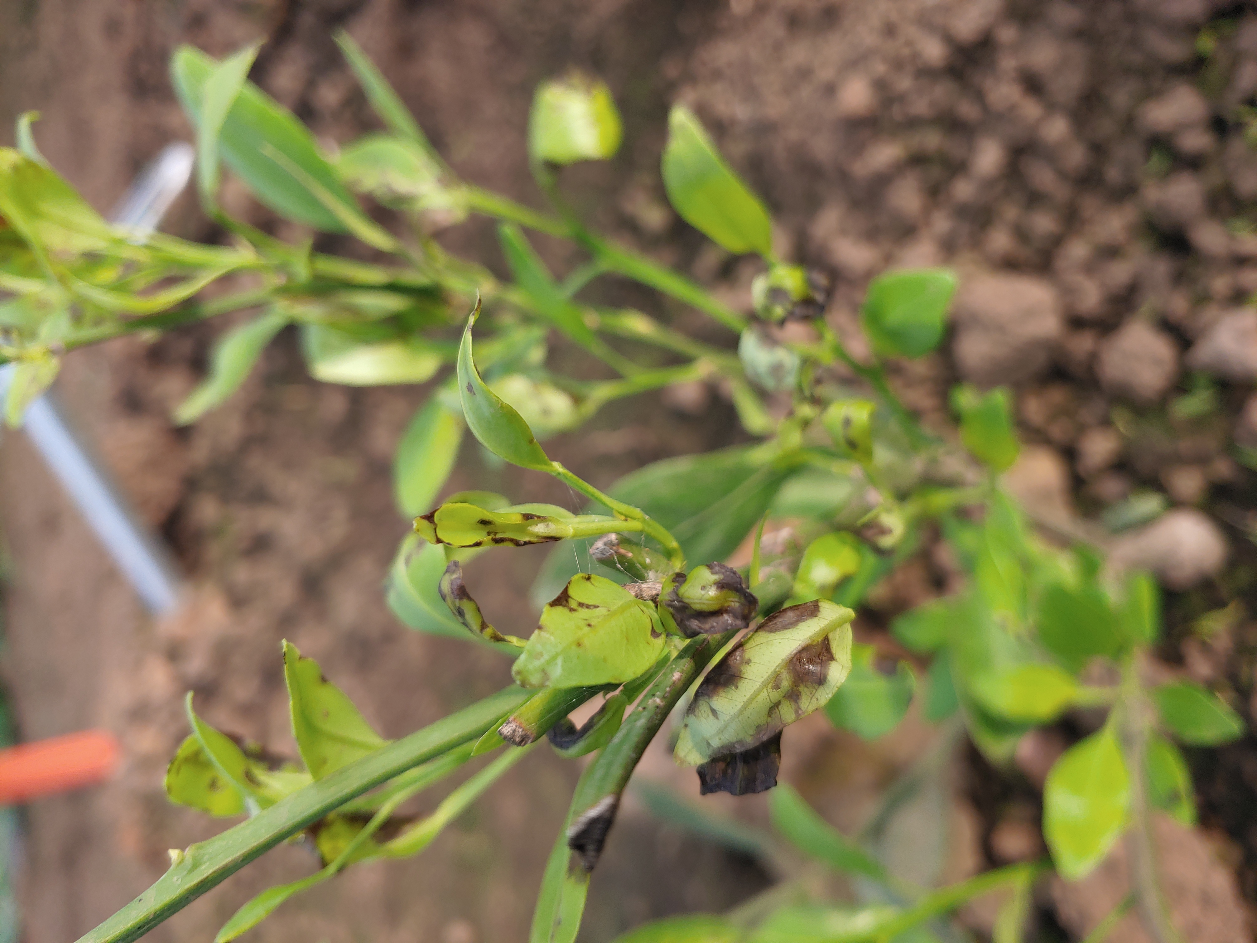 레드향 잎 이상 증세