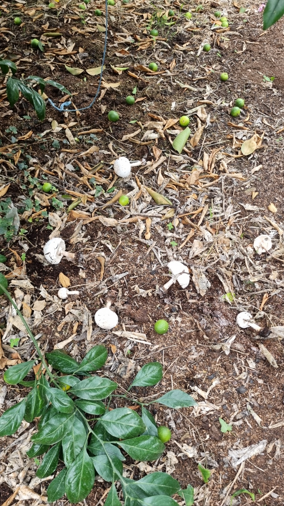 시설하우스에 버섯들이 자라는데 감귤에 피해가 없는지 검토 부탁합니다.