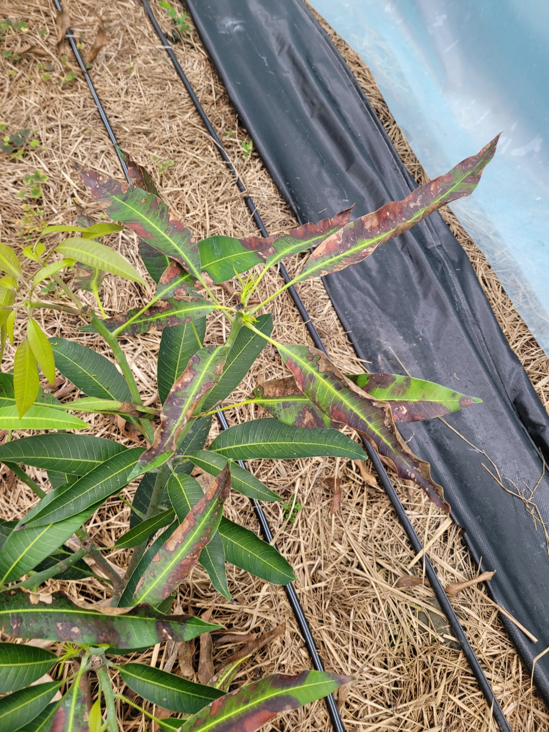 애플망고 잎 시듦