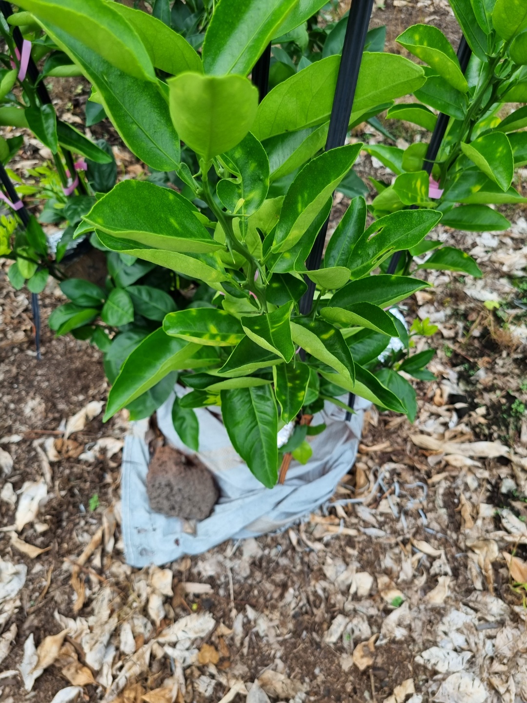 천혜향 잎이 이렇게 변합니다. 왜 이런지 조언 부탁합니다..