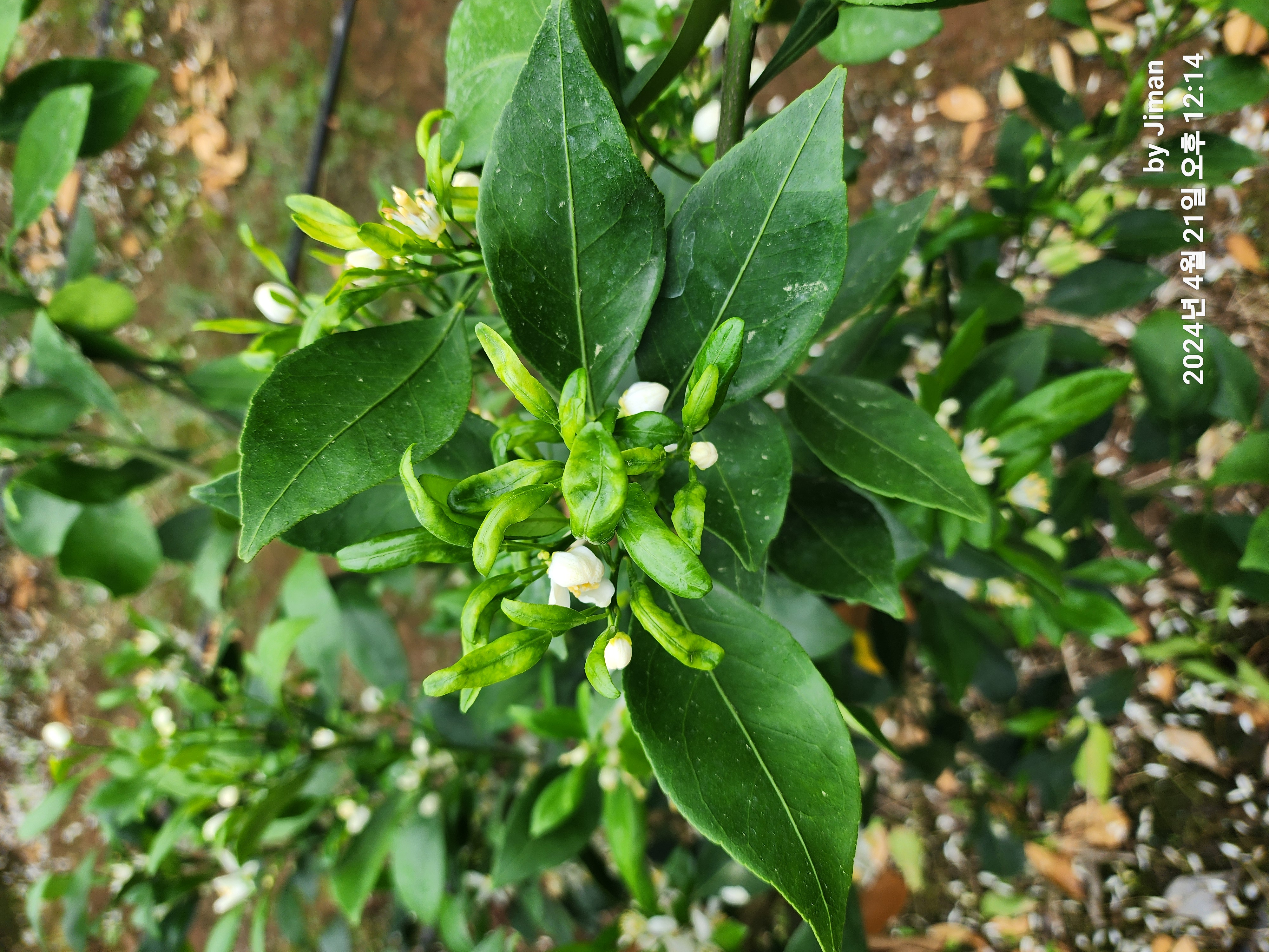 레드향 새순 이상 현상